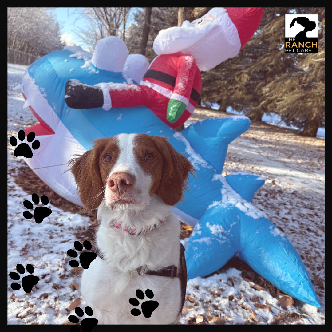 🎄🎅🏼Just in case you've never seen Santa riding a shark before 😂🎄⁠
⁠
#TheRanchPetCare #barknride #SturgeonCounty #StAlbert #YEG #dogsofinstagram #doggydaycare #dogdaycare #dogs #yegpets