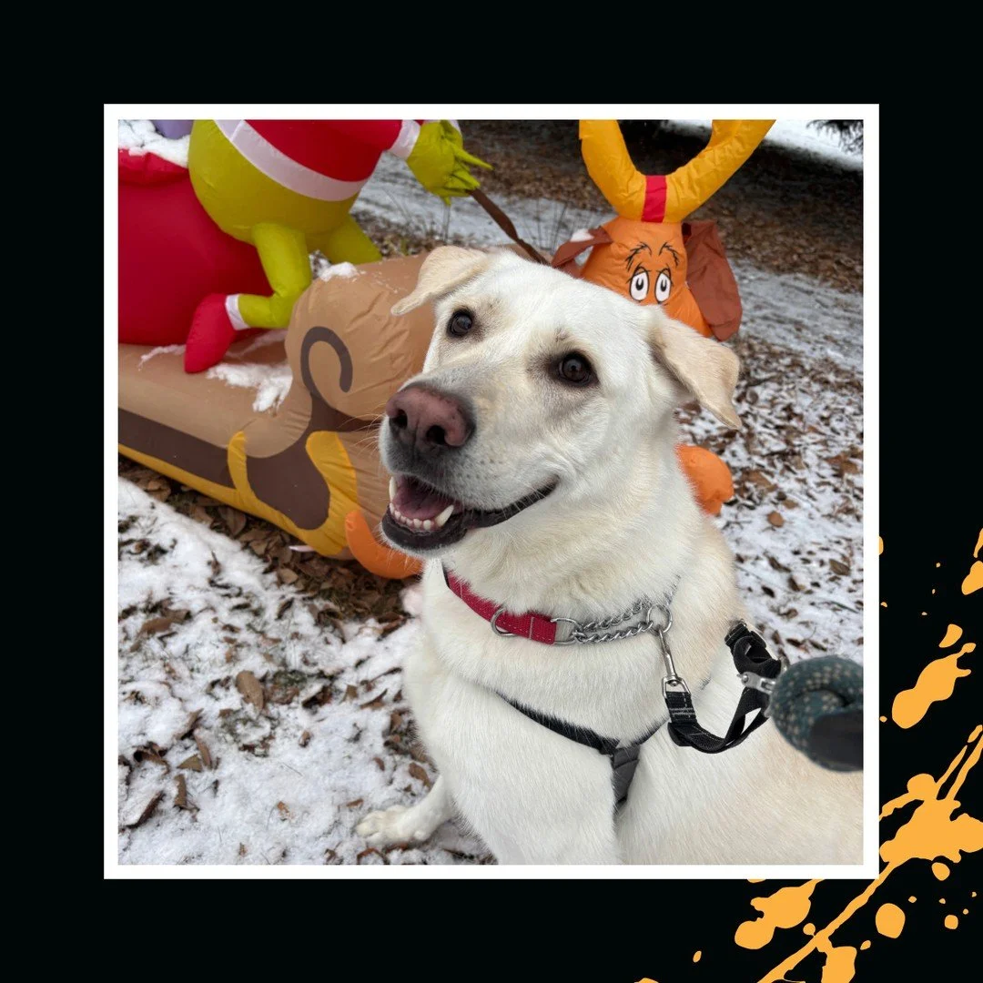 ❄️🎅🏼 Move over Max, Jasper can take it from here! 🎅🏼❄️⁠
⁠
#TheRanchPetCare #barknride #SturgeonCounty #StAlbert #YEG #dogsofinstagram #doggydaycare #dogdaycare #dogs #yegpets