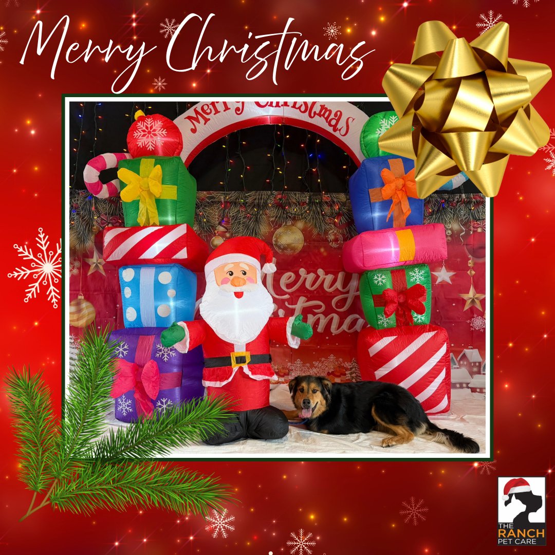 🎄🎅 📸 4/4 🎅🎄 (Grayce, Hugo, Kai, and Sumi &amp; Mulder)⁠
⁠
#TheRanchPetCare #barknride #SturgeonCounty #StAlbert #YEG #dogsofinstagram #doggydaycare #dogdaycare #dogs #yegpets