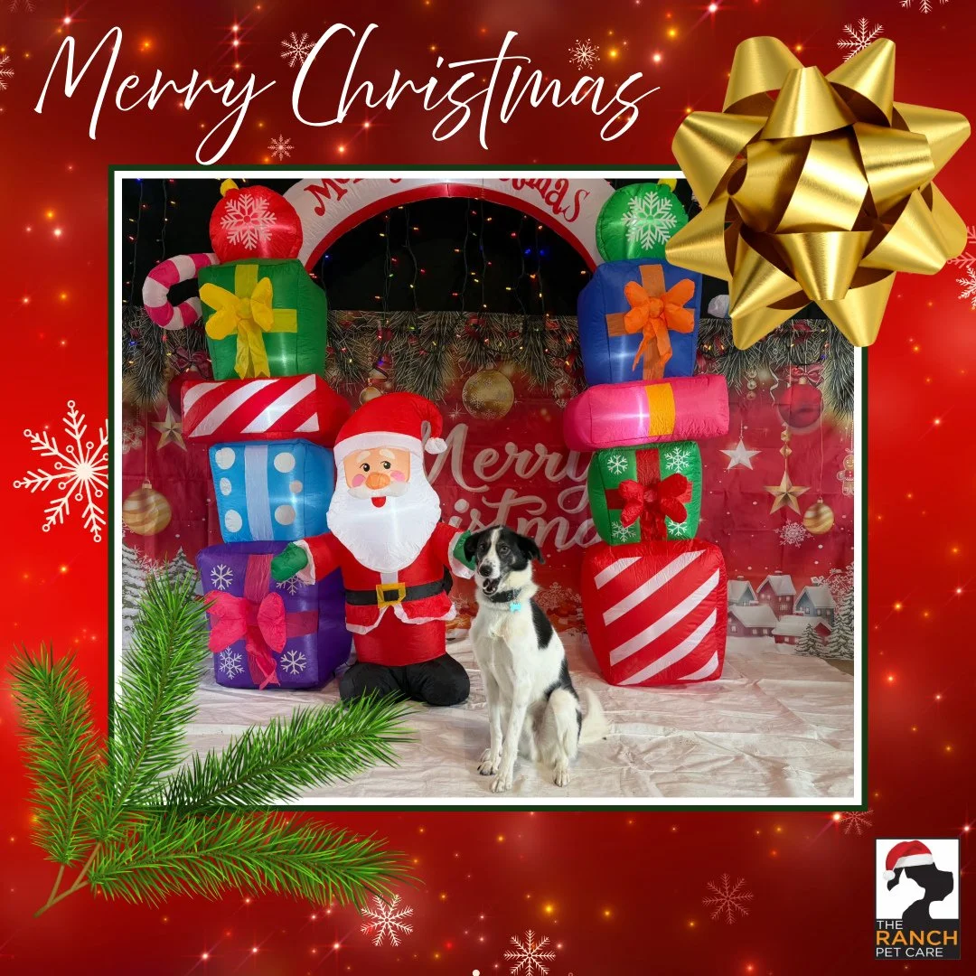 🎄🎅 📸 3/4 🎅🎄(Copper, Yuki, Carter &amp; Oliver)⁠
⁠
#TheRanchPetCare #barknride #SturgeonCounty #StAlbert #YEG #dogsofinstagram #doggydaycare #dogdaycare #dogs #yegpets