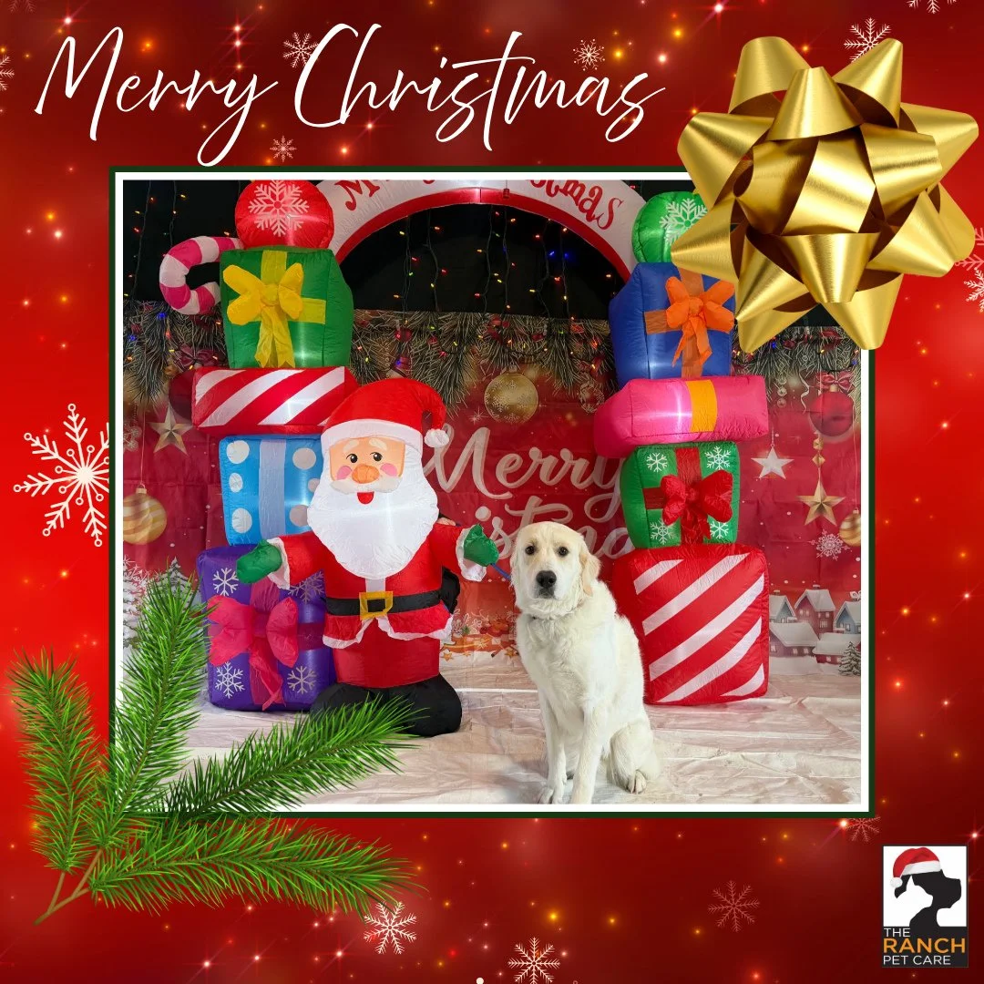 🎄🎅 📸 2/4 🎅🎄 (Arlo, Otso, Pickles, &amp; Thumper)⁠
⁠
#TheRanchPetCare #barknride #SturgeonCounty #StAlbert #YEG #dogsofinstagram #doggydaycare #dogdaycare #dogs #yegpets