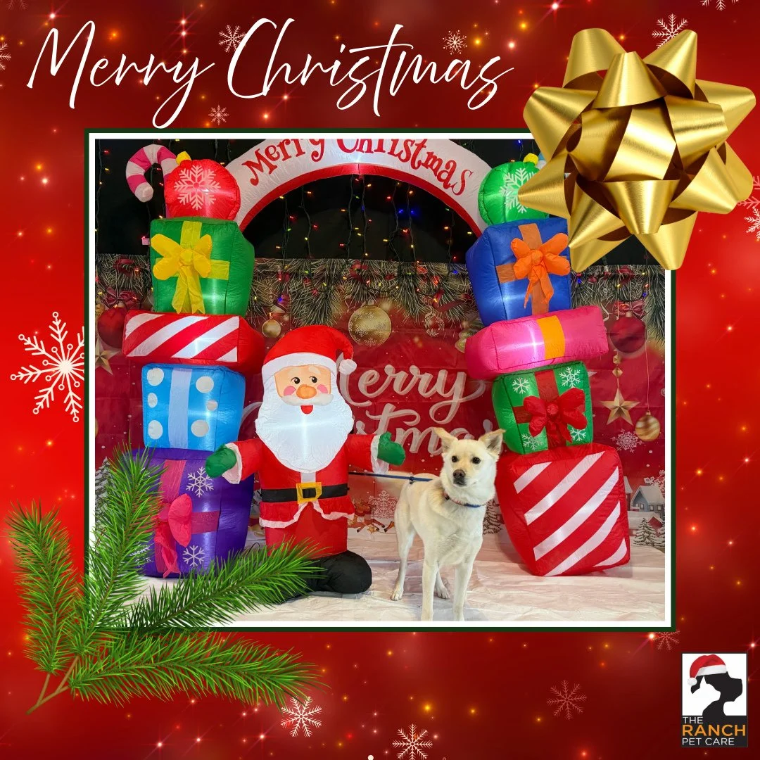 🎄🎅 Our first set of Santa-Paws photos are ready to go!🎄🎅 1/4⁠
Photos (and outtakes 😆) of all the pups who participated, will be added to your Photo Galleries.  You should receive an email link shortly! 📸⁠ (Maya, Murphy, Domino &amp; Murphy)⁠
⁠
