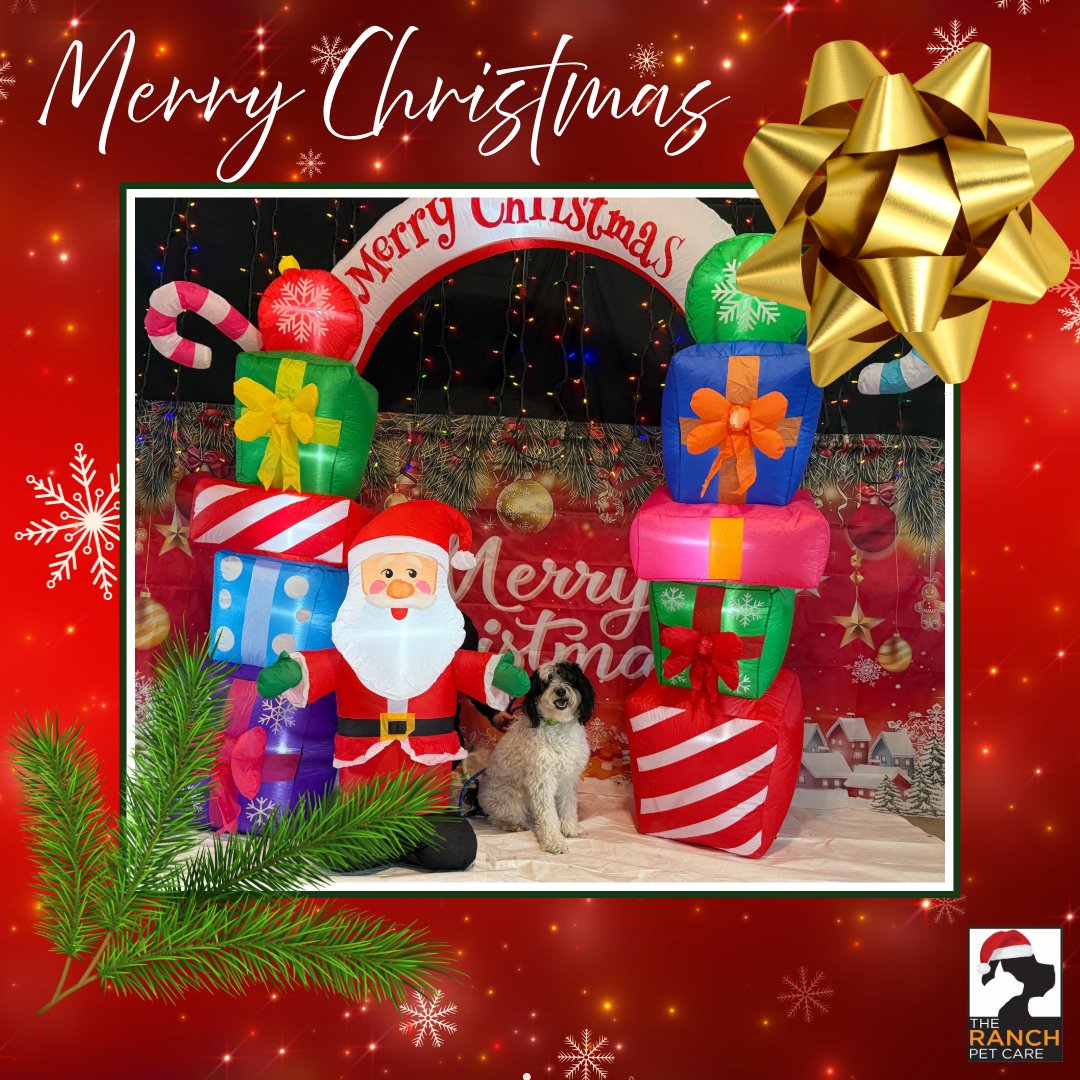 🎄🎅🏼 Day 2 of our Santa-Paws 📸🎅🏼🎄1/3 (Arlo, Merrill, Rufus &amp; Dexter)⁠
⁠
#TheRanchPetCare #barknride #SturgeonCounty #StAlbert #YEG #dogsofinstagram #doggydaycare #dogdaycare #dogs #yegpets