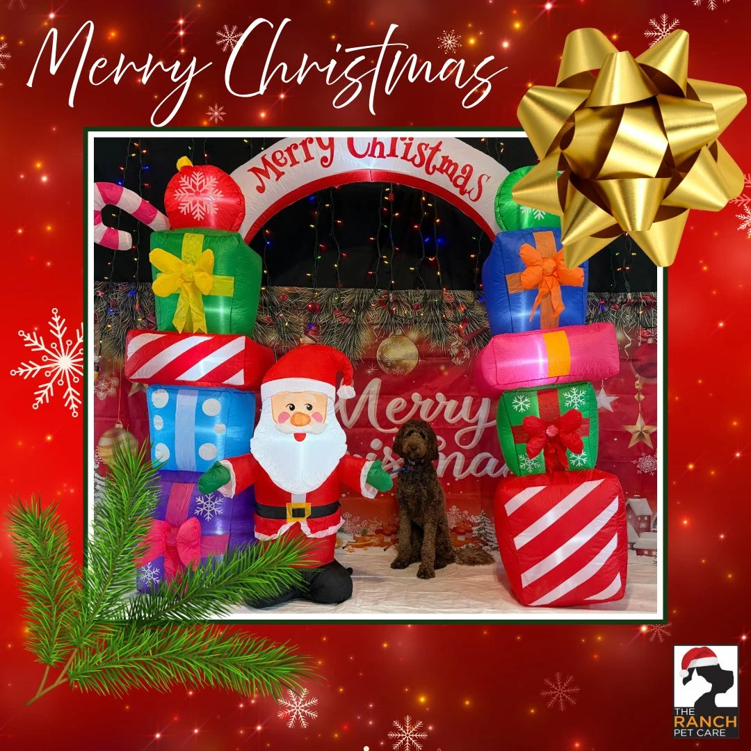 🎄🎅🏼 Day 2 of our Santa-Paws 📸🎅🏼🎄3/3 (Coco, Winston and Lily, &amp; Loki)⁠
⁠
#TheRanchPetCare #barknride #SturgeonCounty #StAlbert #YEG #dogsofinstagram #doggydaycare #dogdaycare #dogs #yegpets