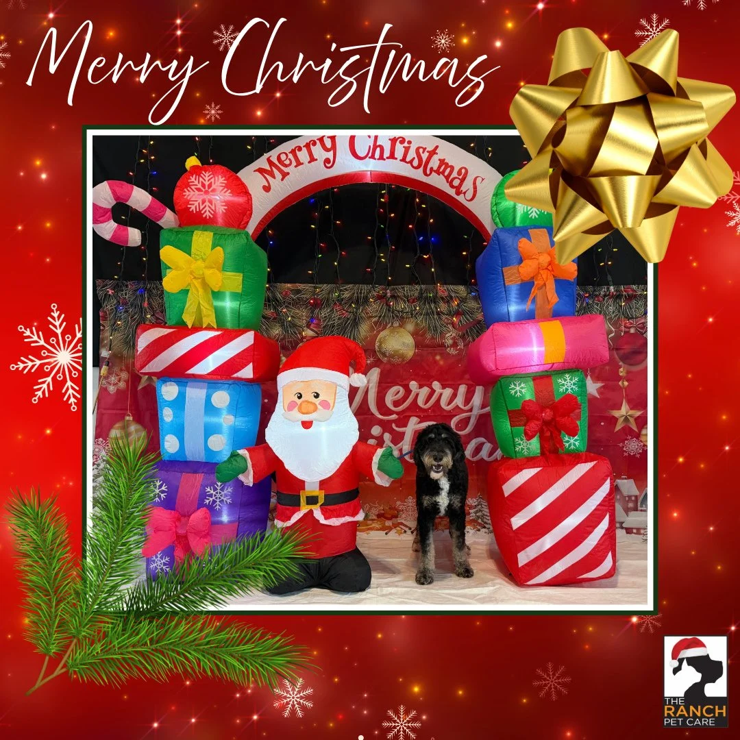 🎄🎅🏼 Day 2 of our Santa-Paws 📸🎅🏼🎄2/3 (Arthur, Corbel and Stella &amp; Wick and Raven)⁠
⁠
#TheRanchPetCare #barknride #SturgeonCounty #StAlbert #YEG #dogsofinstagram #doggydaycare #dogdaycare #dogs #yegpets