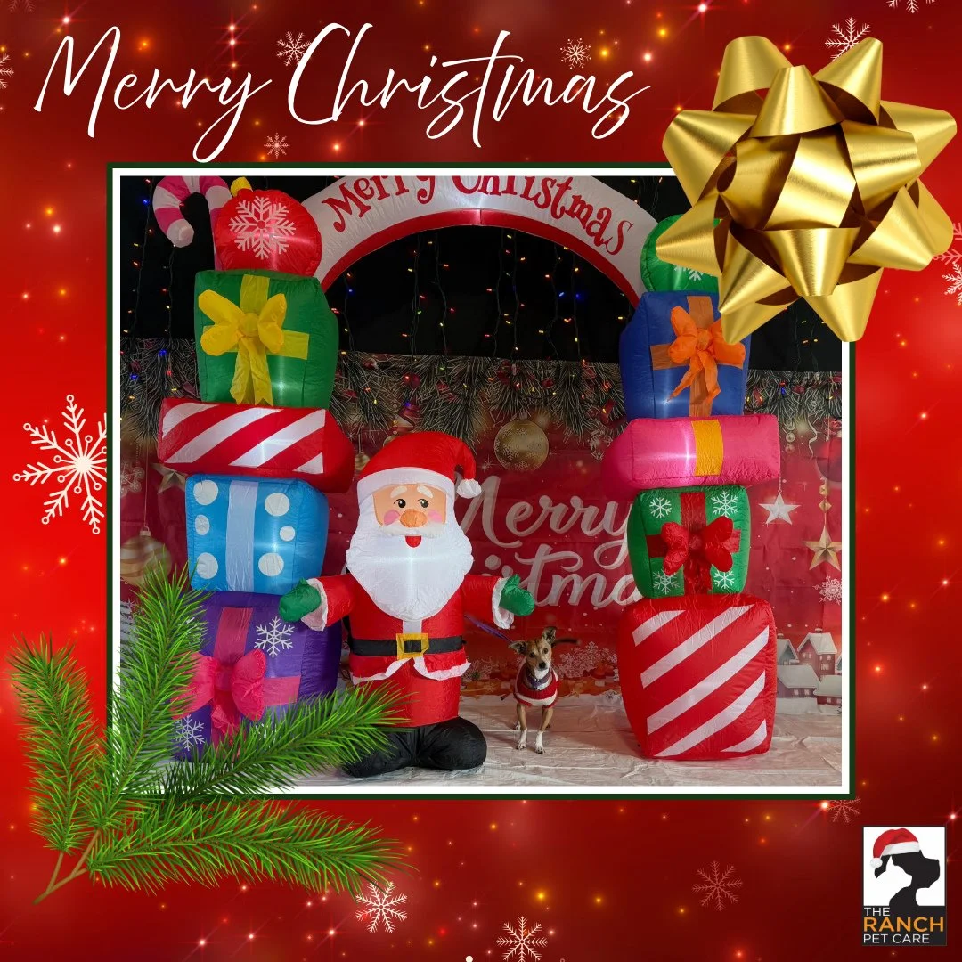 🎄🎅🏼 Day 3 of our Santa-Paws 📸🎅🏼🎄1/2 (Nico, Cori &amp; Finn)⁠
⁠
#TheRanchPetCare #barknride #SturgeonCounty #StAlbert #YEG #dogsofinstagram #doggydaycare #dogdaycare #dogs #yegpets