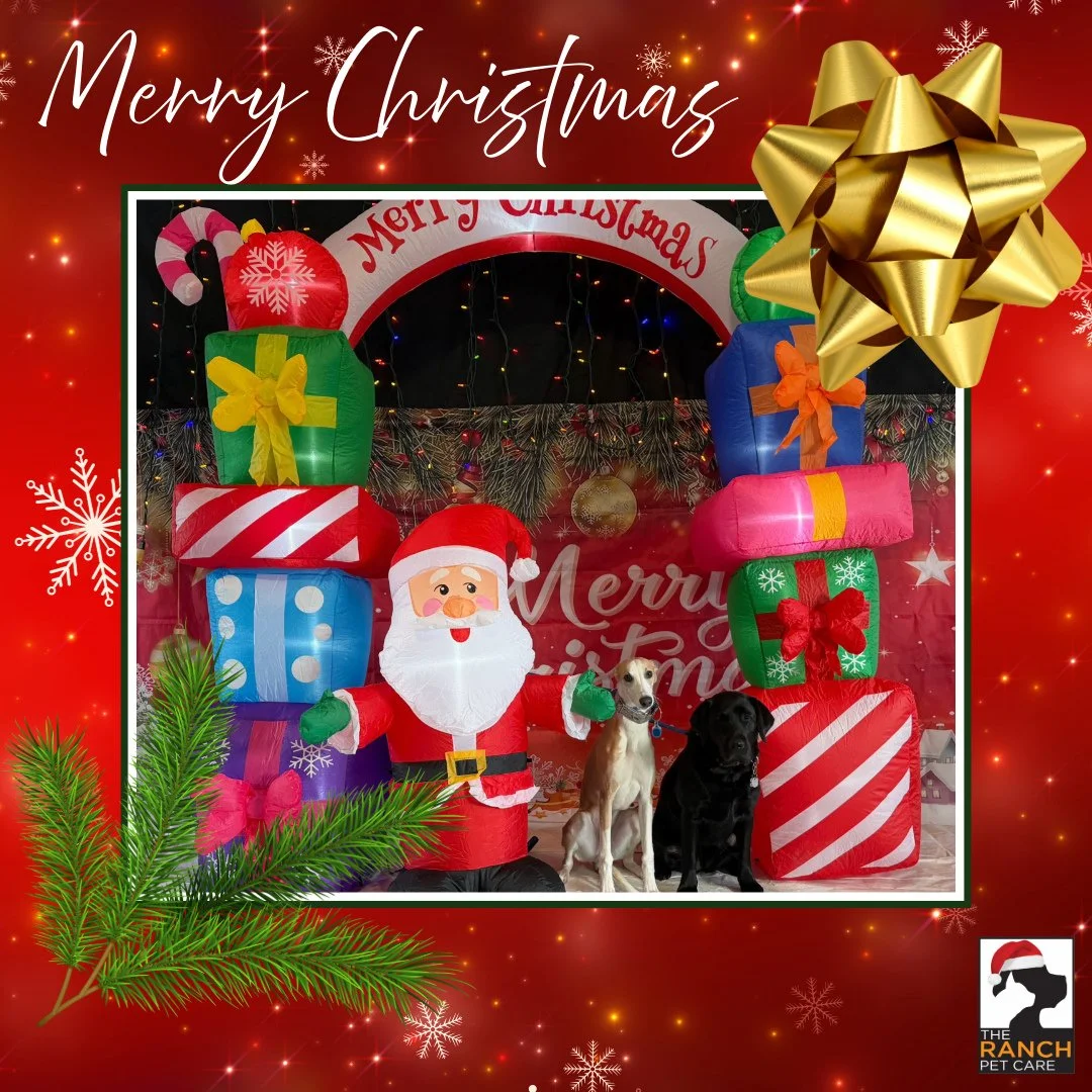 🎄🎅🏼 Day 2 of our Santa-Paws 📸🎅🏼🎄2/2 (Axel &amp; Xena, Tessa &amp; Daisy)⁠
⁠
#TheRanchPetCare #barknride #SturgeonCounty #StAlbert #YEG #dogsofinstagram #doggydaycare #dogdaycare #dogs #yegpets