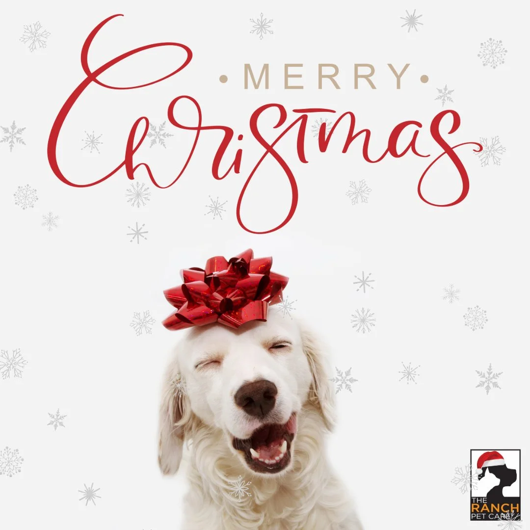 🎄🐾 Merry Christmas from all of us here at The Ranch!  Wishing you a happy, cozy holiday filled with tail wags and cheer! 🐾🎄⁠
⁠
#TheRanchPetCare #barknride #SturgeonCounty #StAlbert #YEG #dogsofinstagram #doggydaycare #dogdaycare #dogs #yegpets