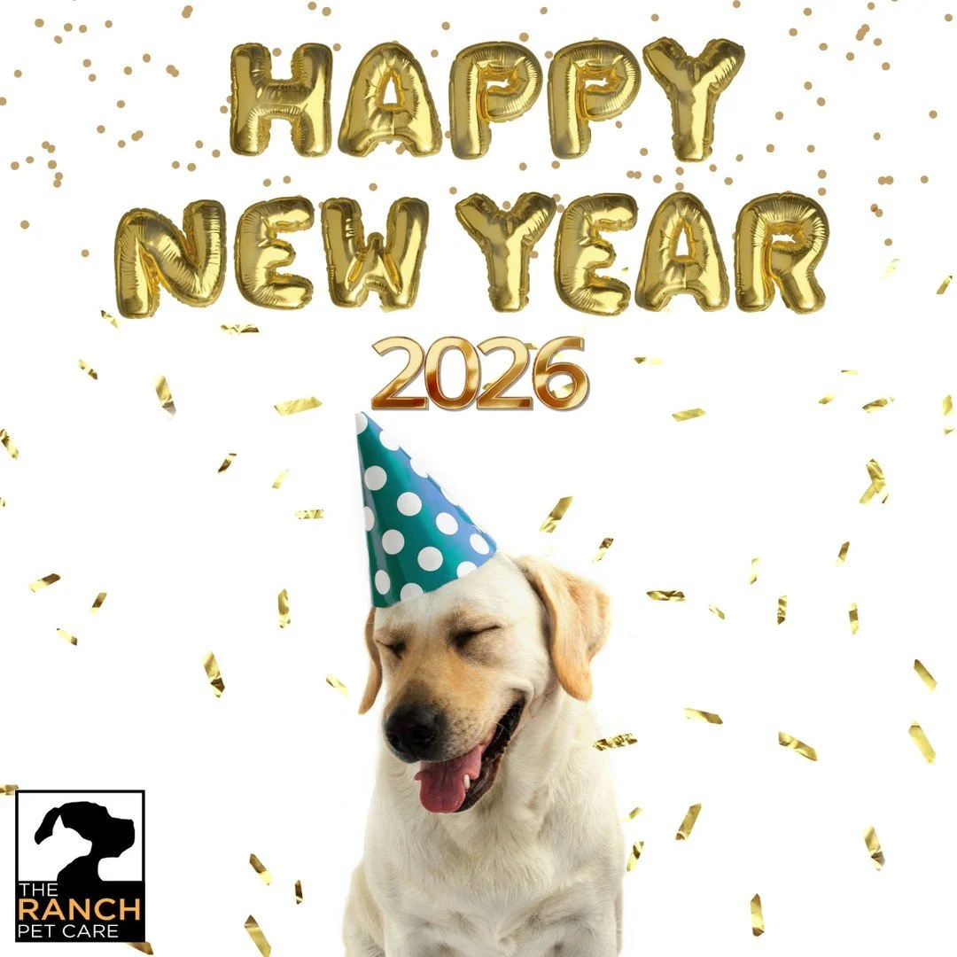 🐾🥳 Happy New Year from all of us at The Ranch!  Thank you for a fantastic 2025.  Wishing you all the best in 2026! 🥳🐾⁠
⁠
#TheRanchPetCare #barknride #SturgeonCounty #StAlbert #YEG #dogsofinstagram #doggydaycare #dogdaycare #dogs #yegpets