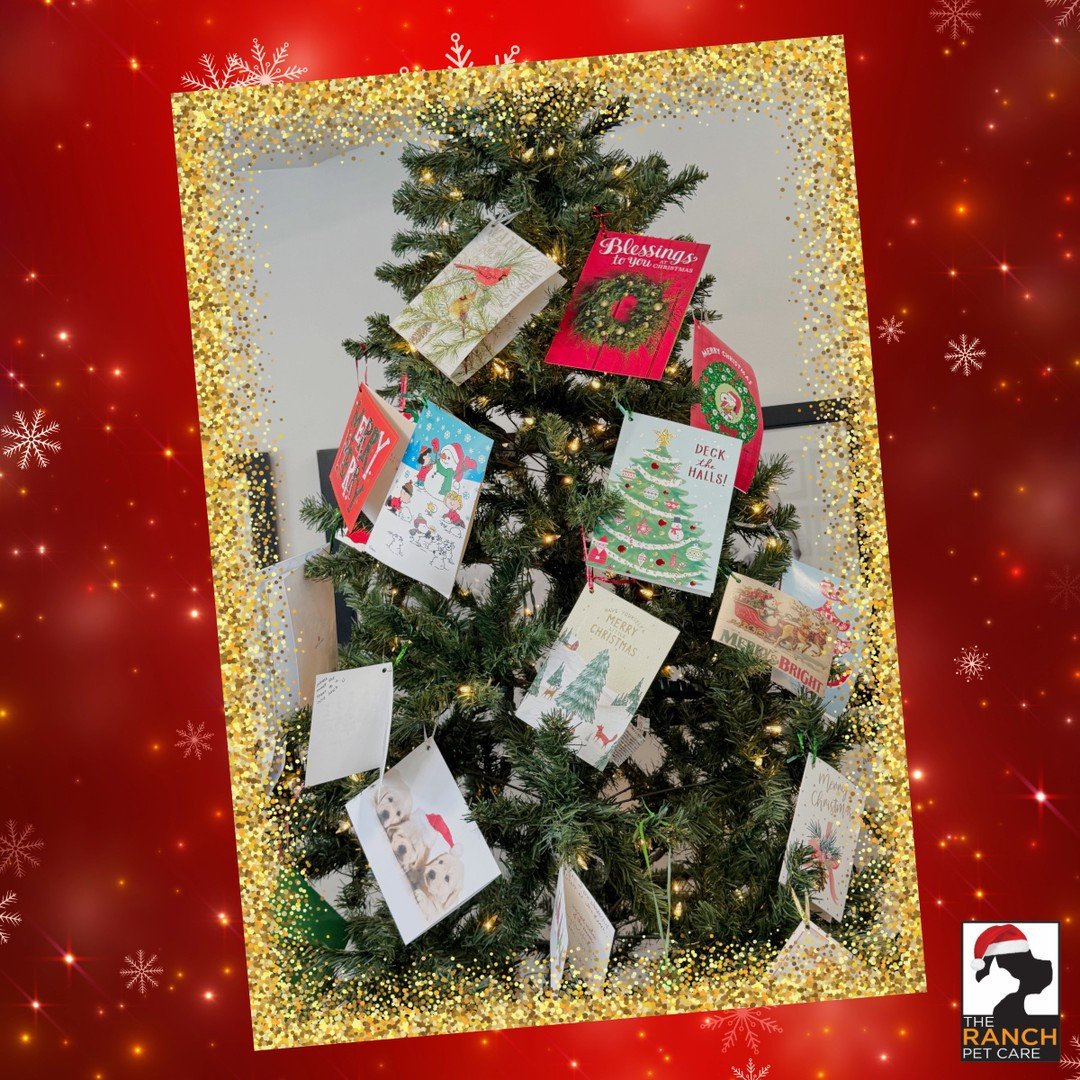 ❤️🐾 We would like to extend our heartfelt gratitude once more for a wonderful holiday season! The cards, warm wishes, festive photos, and delightful treats truly kept our spirits high throughout! THANK YOU, AND WE HOPE YOU ALL HAVE AN AMAZING NEW YE