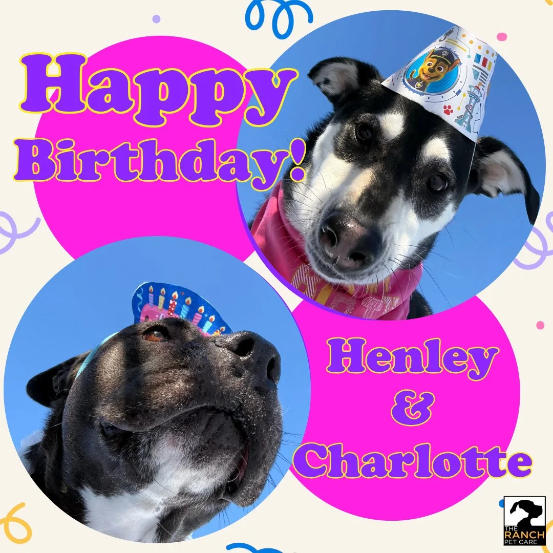 🎉🥳 Join us in saying Happy Birthday to two incredibly sweet pups! Henley and Charlotte bring so much fun to The Ranch on every visit.  We had a blast celebrating both of their special days! 🥳🎉⁠
⁠
❤️❤️❤️❤️⁠
⁠
#TheRanchPetCare #barknride #SturgeonC