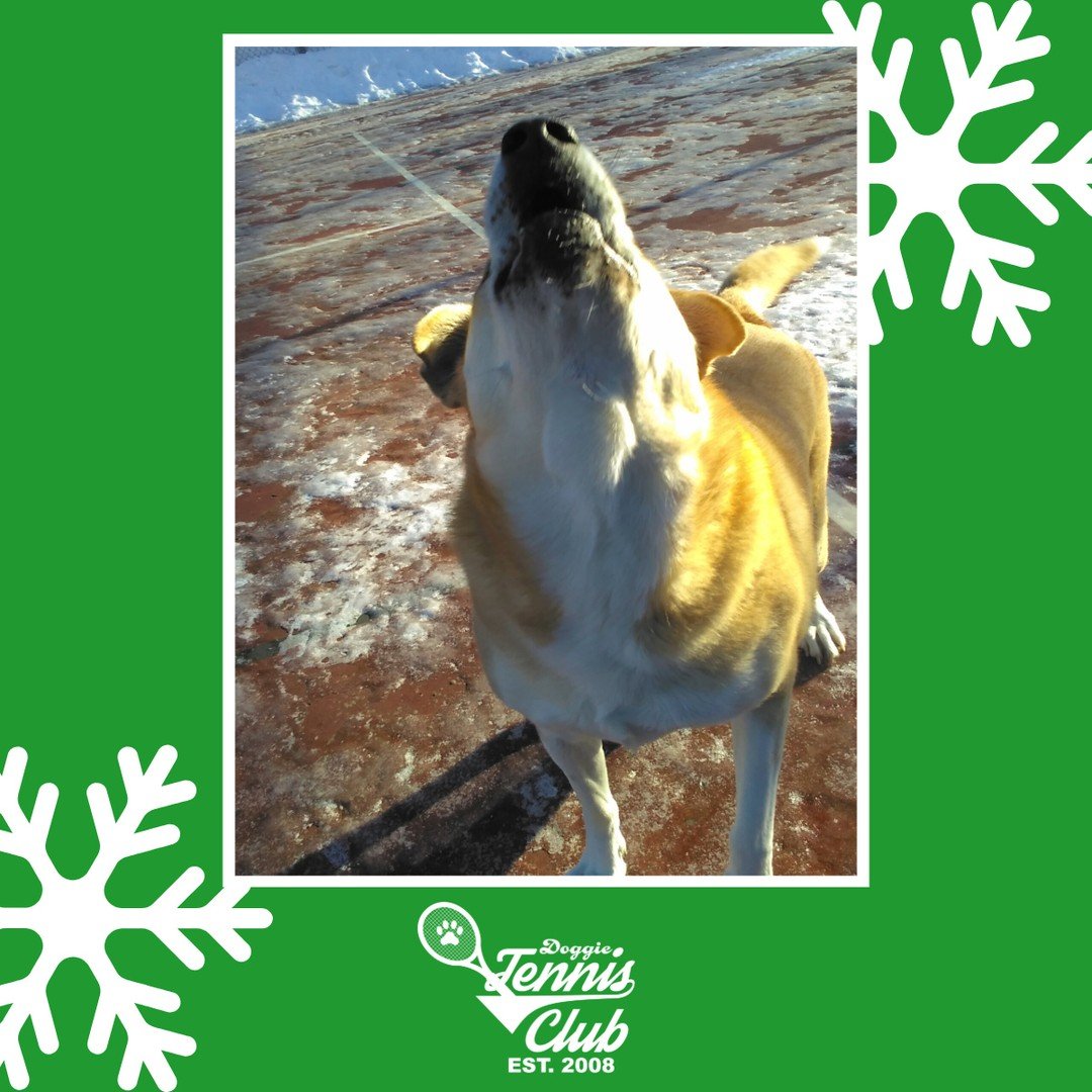 "THROW THE BALL ALREADY!" - Lena 🐾🎾 #DoggieTennisClub⁠
⁠
#TheRanchPetCare #barknride #SturgeonCounty #StAlbert #YEG #dogsofinstagram #doggydaycare #dogdaycare #dogs #yegpets