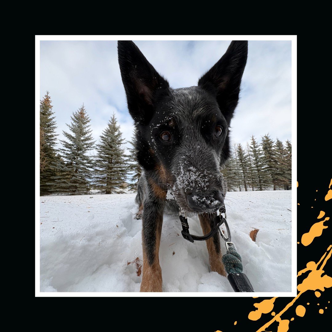 Kai ❤️📸⁠
⁠
#TheRanchPetCare #barknride #SturgeonCounty #StAlbert #YEG #dogsofinstagram #doggydaycare #dogdaycare #dogs #yegpets