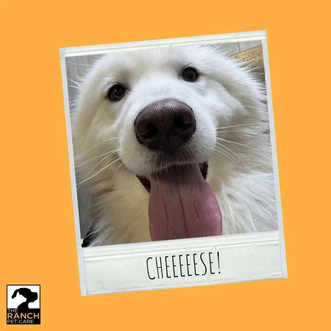 📸🧀😍⁠
⁠
#TheRanchPetCare #barknride #SturgeonCounty #StAlbert #YEG #dogsofinstagram #doggydaycare #dogdaycare #dogs #yegpets