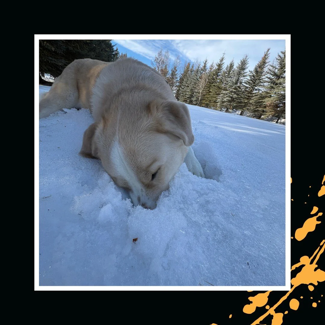 Always something interesting to check out when you're exploring at The Ranch! 🗺️⁠
⁠
#TheRanchPetCare #barknride #SturgeonCounty #StAlbert #YEG #dogsofinstagram #doggydaycare #dogdaycare #dogs #yegpets