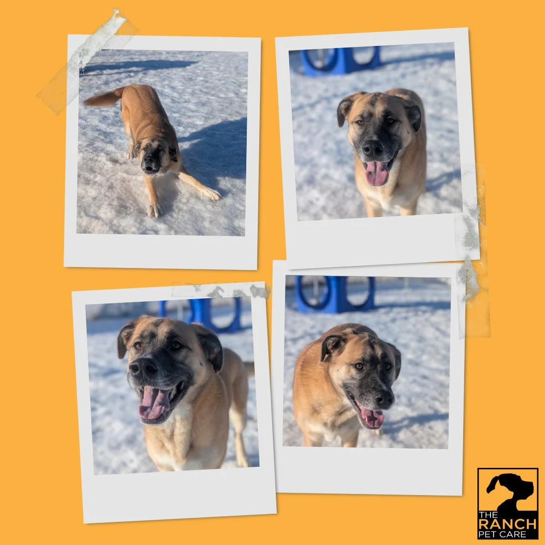 Just love these pictures of May! 😍🐾⁠
⁠
#TheRanchPetCare #barknride #SturgeonCounty #StAlbert #YEG #dogsofinstagram #doggydaycare #dogdaycare #dogs #yegpets