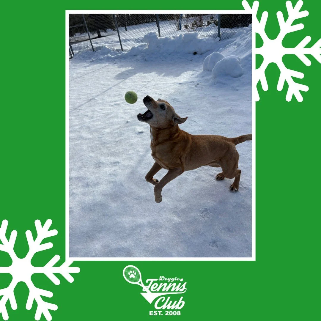 Margot always gives it her all with the #DoggieTennisClub 🎾🐾⁠
⁠
#TheRanchPetCare #barknride #SturgeonCounty #StAlbert #YEG #dogsofinstagram #doggydaycare #dogdaycare #dogs #yegpets