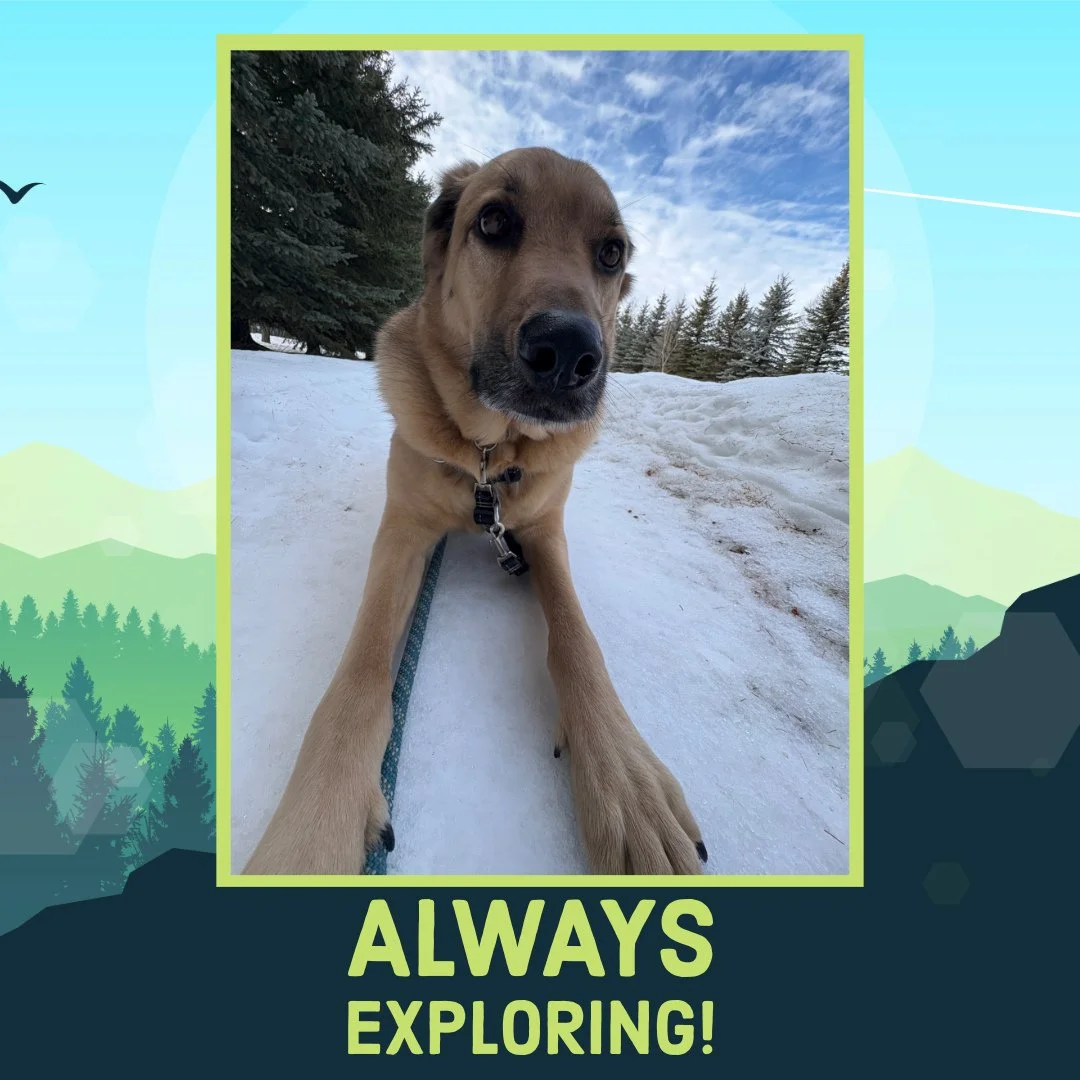 Just a quick break while we are out on the trails! 📸🗺️⁠
⁠
#TheRanchPetCare #barknride #SturgeonCounty #StAlbert #YEG #dogsofinstagram #doggydaycare #dogdaycare #dogs #yegpets