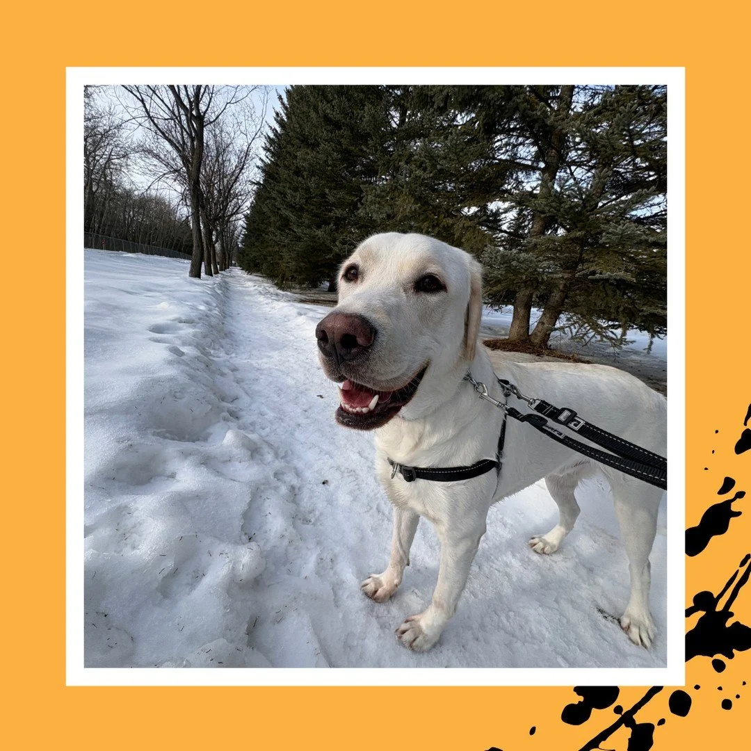 A gorgeous day out at The Ranch!⁠
⁠
#TheRanchPetCare #barknride #SturgeonCounty #StAlbert #YEG #dogsofinstagram #doggydaycare #dogdaycare #dogs #yegpets