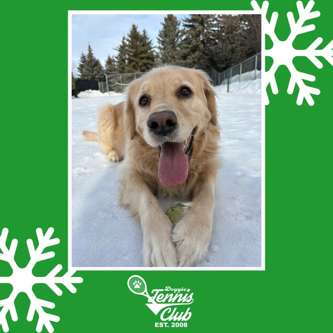 Good thing we have hundreds of 🎾 because I'm not sure Sawyer is going to give this one up! 🐾⁠
⁠
#TheRanchPetCare #barknride #SturgeonCounty #StAlbert #YEG #dogsofinstagram #doggydaycare #dogdaycare #dogs #yegpets #DoggieTennisClub