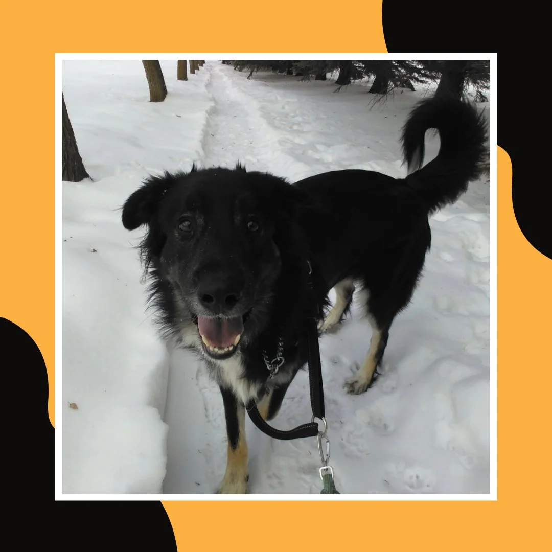 🐾❤️ Cash out for a stroll! ❤️🐾⁠
⁠
#TheRanchPetCare #barknride #SturgeonCounty #StAlbert #YEG #dogsofinstagram #doggydaycare #dogdaycare #dogs #yegpets