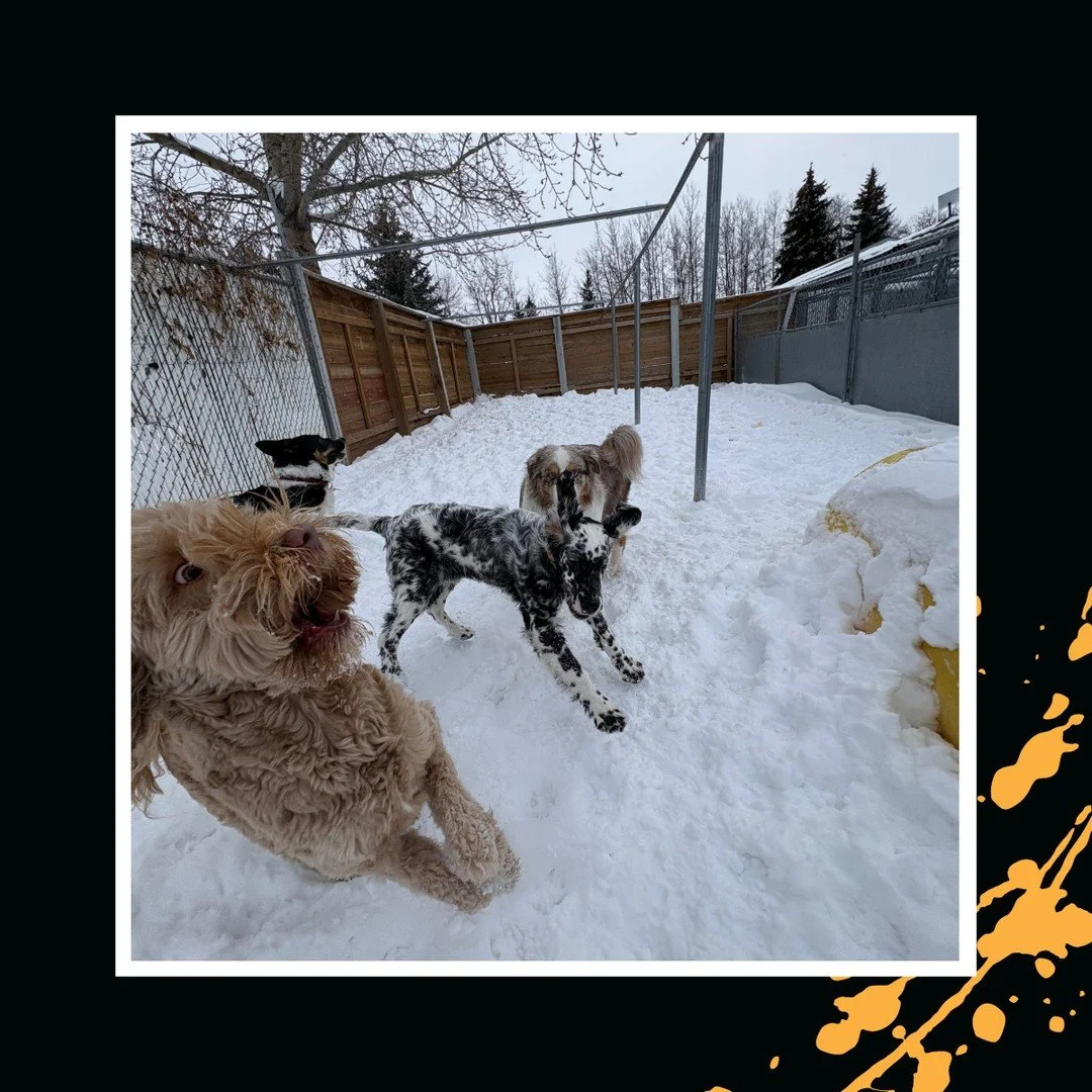 Activate puppy zoomies! ⏩️⏩️⏩️⁠
⁠
#TheRanchPetCare #barknride #SturgeonCounty #StAlbert #YEG #dogsofinstagram #doggydaycare #dogdaycare #dogs #yegpets