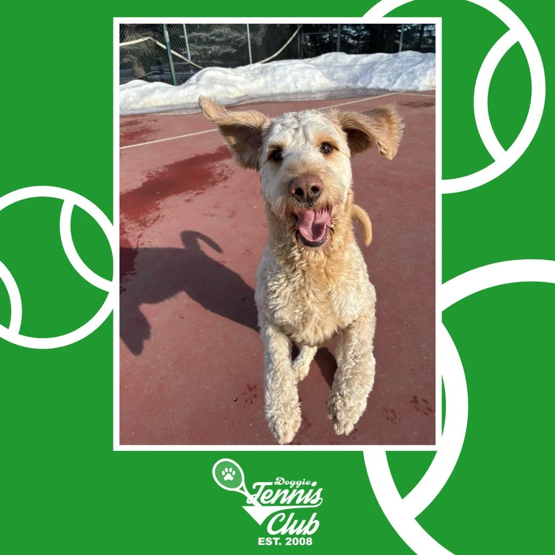 🐾🎾 Tongues out, working hard on the court! 🎾🐾⁠
⁠
#TheRanchPetCare #barknride #SturgeonCounty #StAlbert #YEG #dogsofinstagram #doggydaycare #dogdaycare #dogs #yegpets #DoggieTennisClub