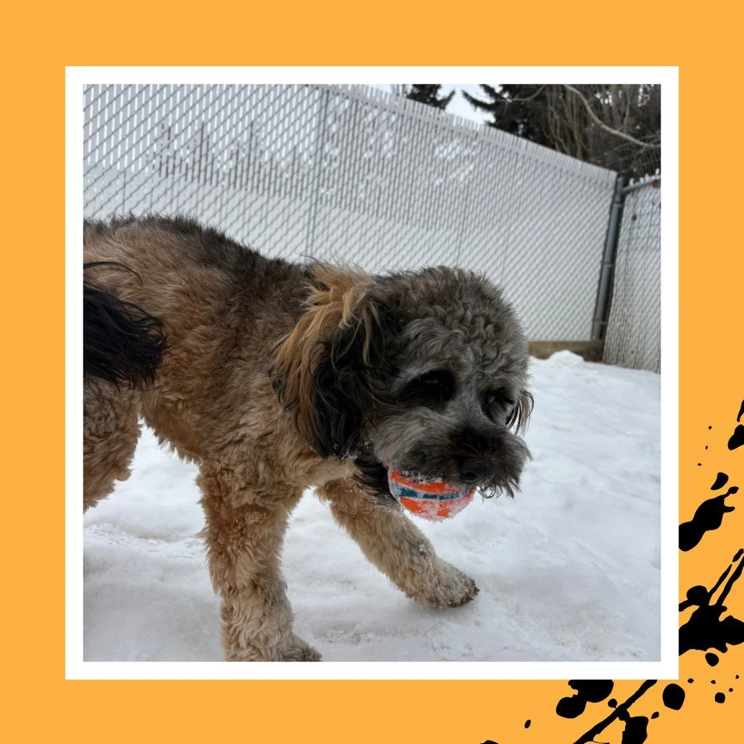 🐾 We had so much fun with little Maggie on her visit! 😍😍😍⁠
⁠
#TheRanchPetCare #barknride #SturgeonCounty #StAlbert #YEG #dogsofinstagram #doggydaycare #dogdaycare #dogs #yegpets