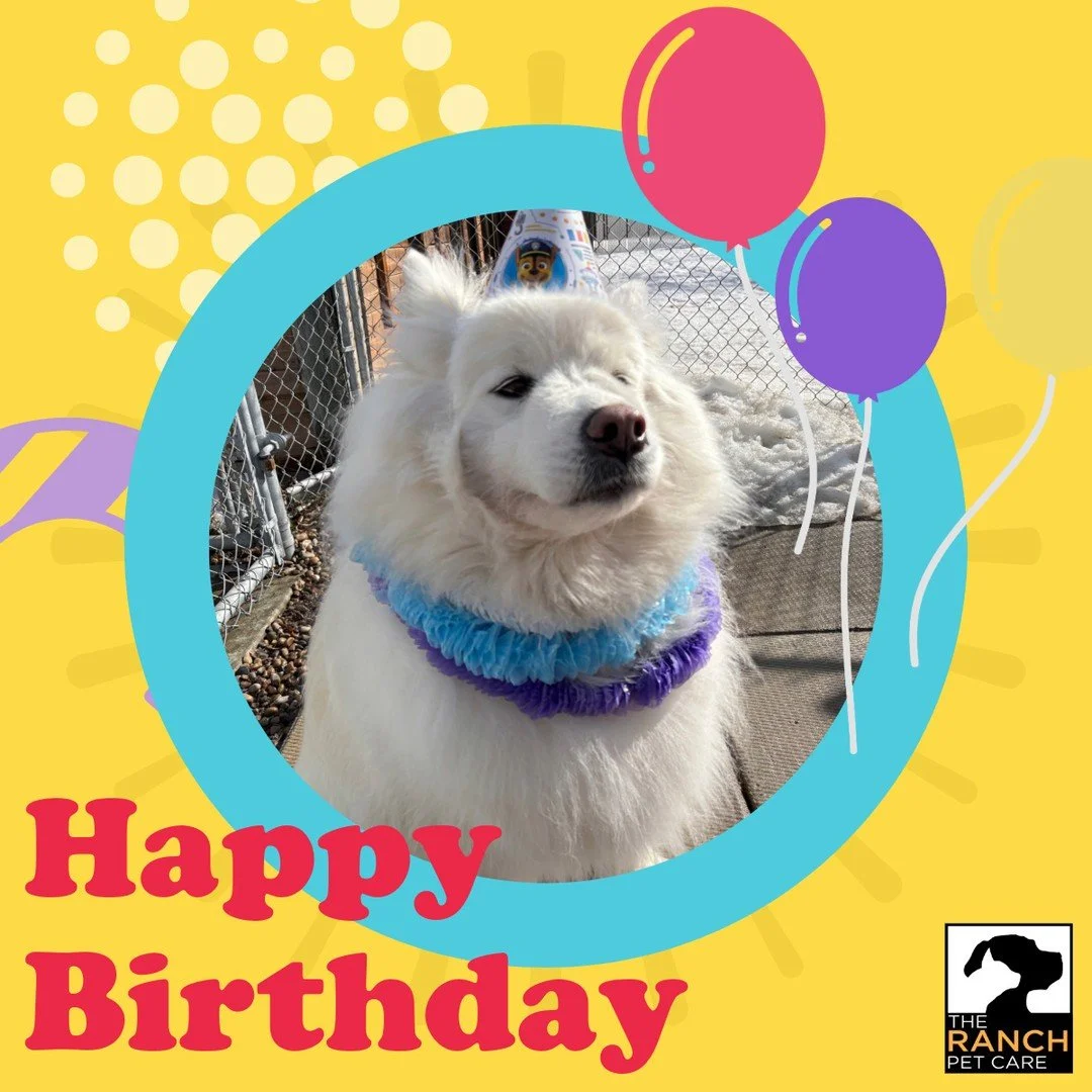 🎈🎉 A special day for a very special pup!  Join us in wishing Mishka a happy birthday! 🎉🎈⁠
⁠
#TheRanchPetCare #barknride #SturgeonCounty #StAlbert #YEG #dogsofinstagram #doggydaycare #dogdaycare #dogs #yegpets