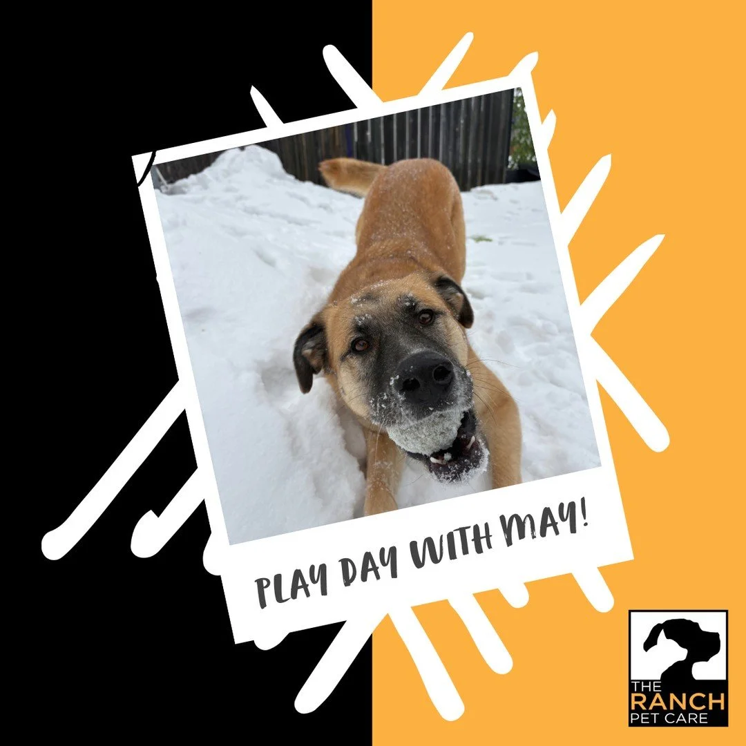 Another amazing play day with May! ❤️❤️❤️⁠
⁠
#TheRanchPetCare #barknride #SturgeonCounty #StAlbert #YEG #dogsofinstagram #doggydaycare #dogdaycare #dogs #yegpets