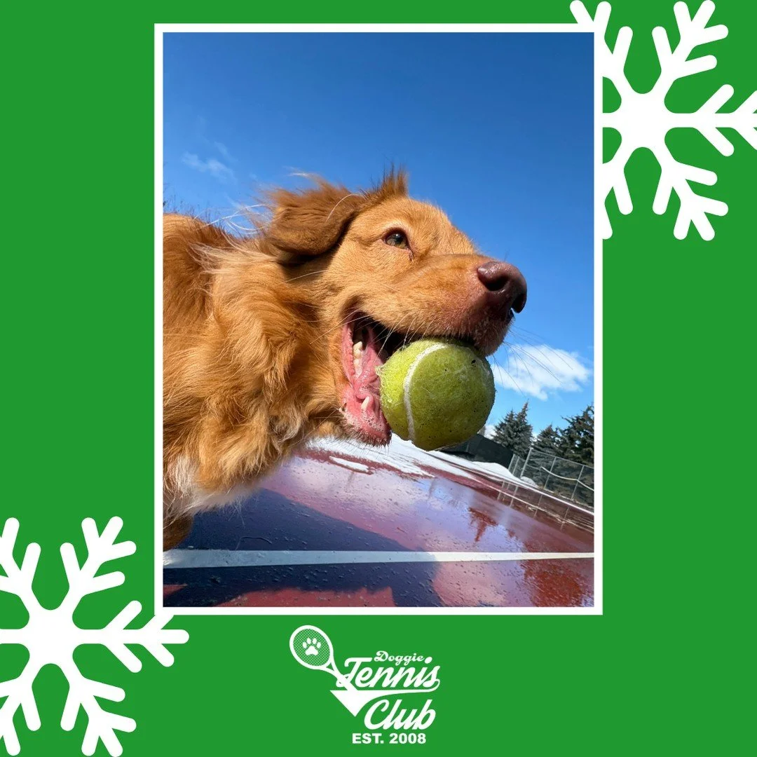 🐾🎾 Ginger is all smiles with the #DoggieTennisClub 🎾🐾⁠
⁠
#TheRanchPetCare #barknride #SturgeonCounty #StAlbert #YEG #dogsofinstagram #doggydaycare #dogdaycare #dogs #yegpets