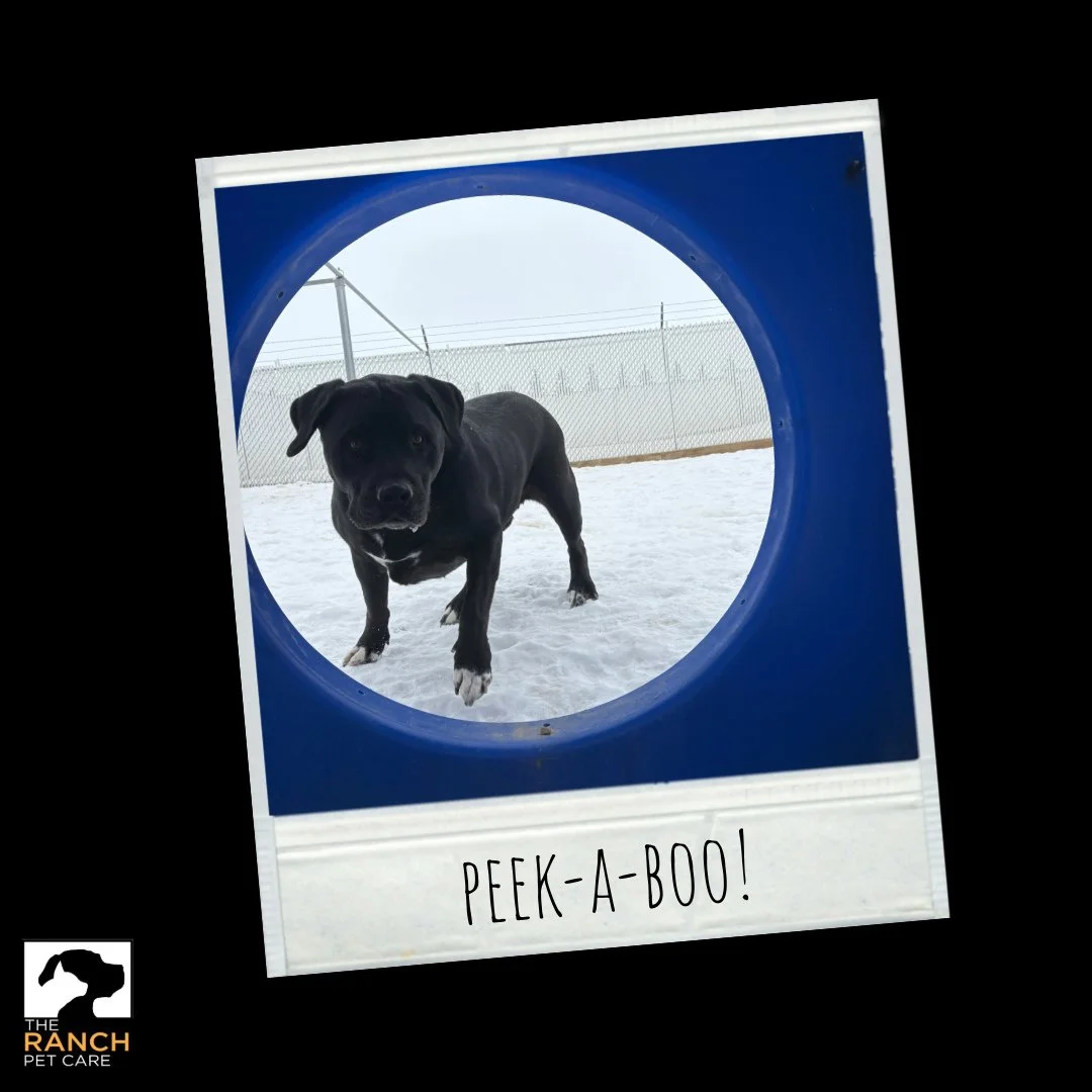 🙈🙈🙈⁠
⁠
#TheRanchPetCare #barknride #SturgeonCounty #StAlbert #YEG #dogsofinstagram #doggydaycare #dogdaycare #dogs #yegpets