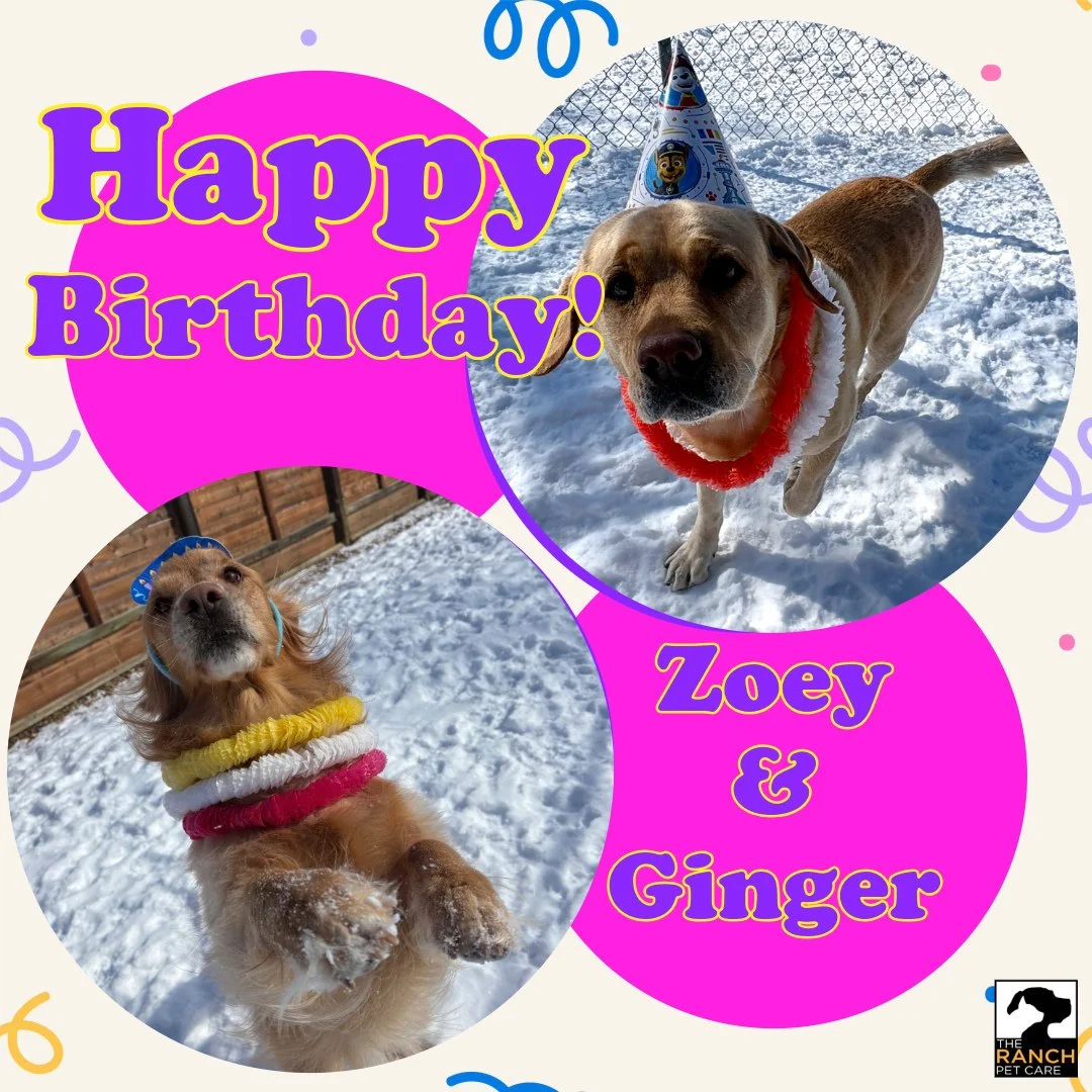 🎉🥳 Help us wish Zoey &amp; Ginger a special Happy Birthday! 🎈🎈⁠
⁠
#TheRanchPetCare #barknride #SturgeonCounty #StAlbert #YEG #dogsofinstagram #doggydaycare #dogdaycare #dogs #yegpets