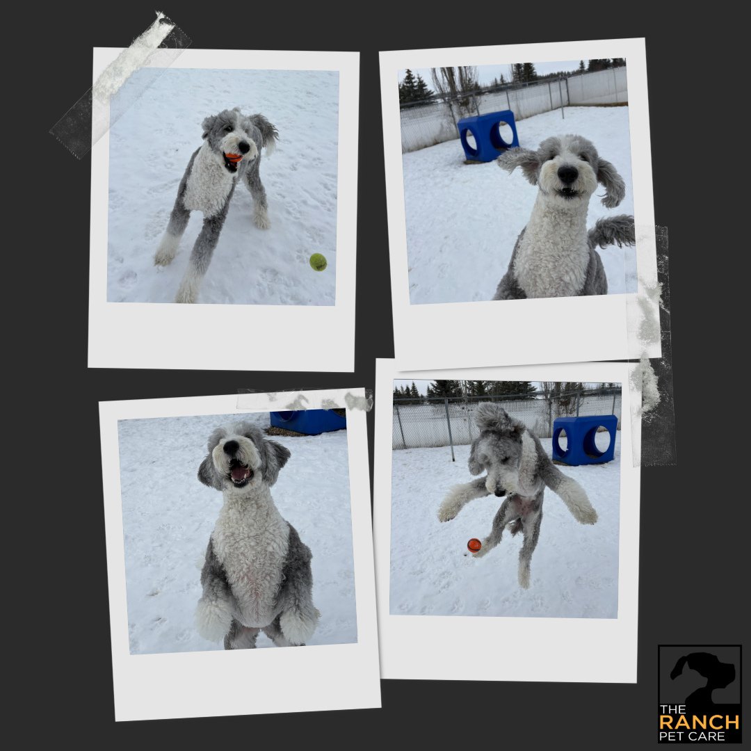 🤣 The many silly faces of Kona 🐾⁠
⁠
#TheRanchPetCare #barknride #SturgeonCounty #StAlbert #YEG #dogsofinstagram #doggydaycare #dogdaycare #dogs #yegpets