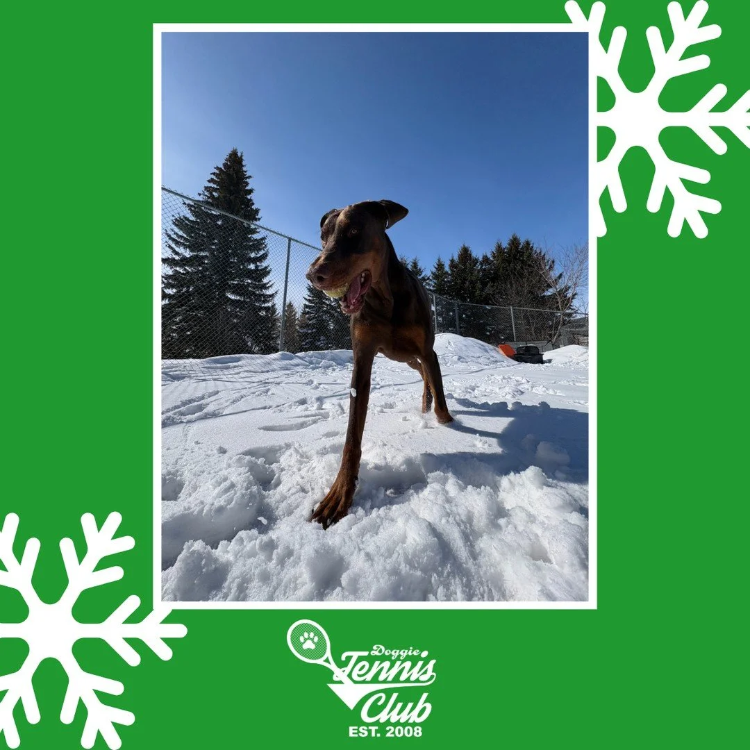 It's gotta be spring on the court soon...right? 🎾🐾⁠
⁠
#TheRanchPetCare #barknride #SturgeonCounty #StAlbert #YEG #dogsofinstagram #doggydaycare #dogdaycare #dogs #yegpets