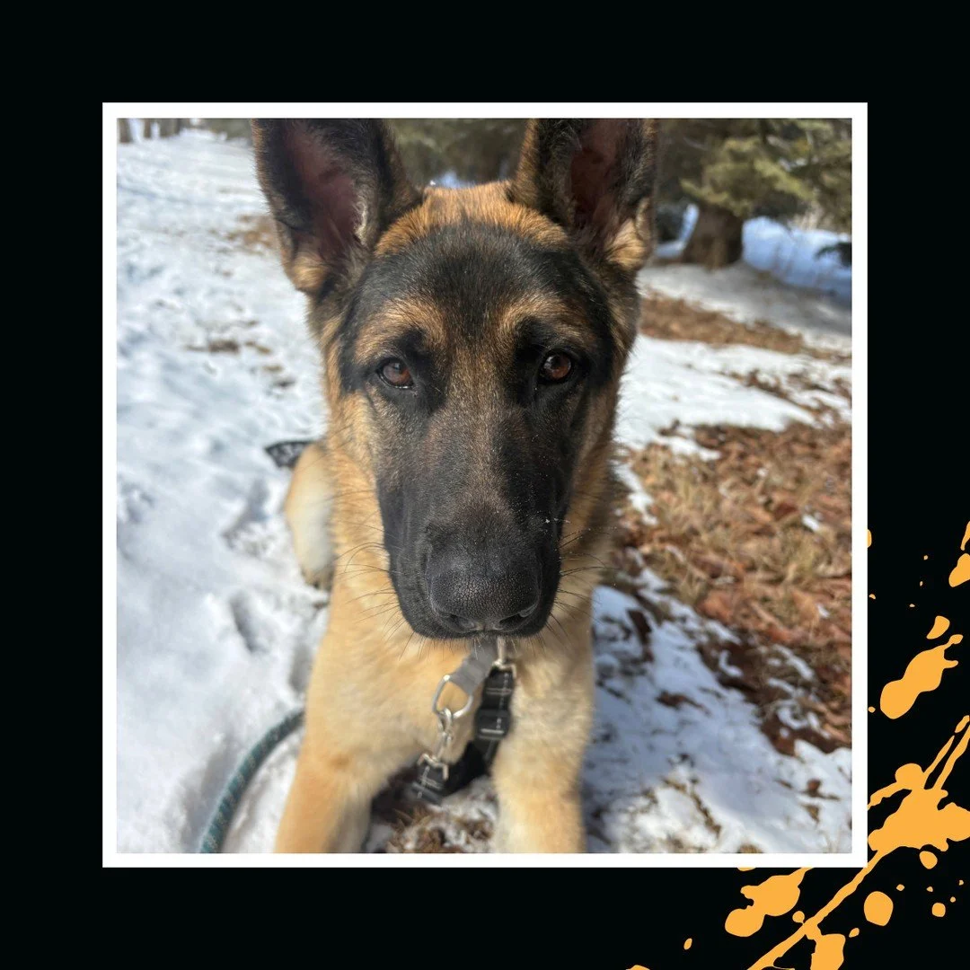 📸🗺️ Aspen out exploring the trails! 🐾🐾⁠
⁠
#TheRanchPetCare #barknride #SturgeonCounty #StAlbert #YEG #dogsofinstagram #doggydaycare #dogdaycare #dogs #yegpets