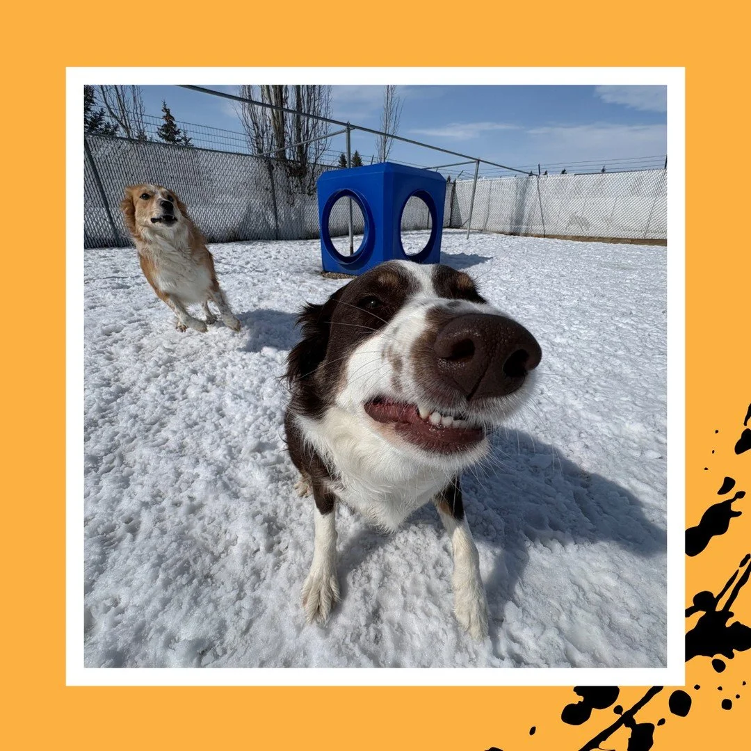 😂 Silly faces during playtime! 😂⁠
⁠
#TheRanchPetCare #barknride #SturgeonCounty #StAlbert #YEG #dogsofinstagram #doggydaycare #dogdaycare #dogs #yegpets