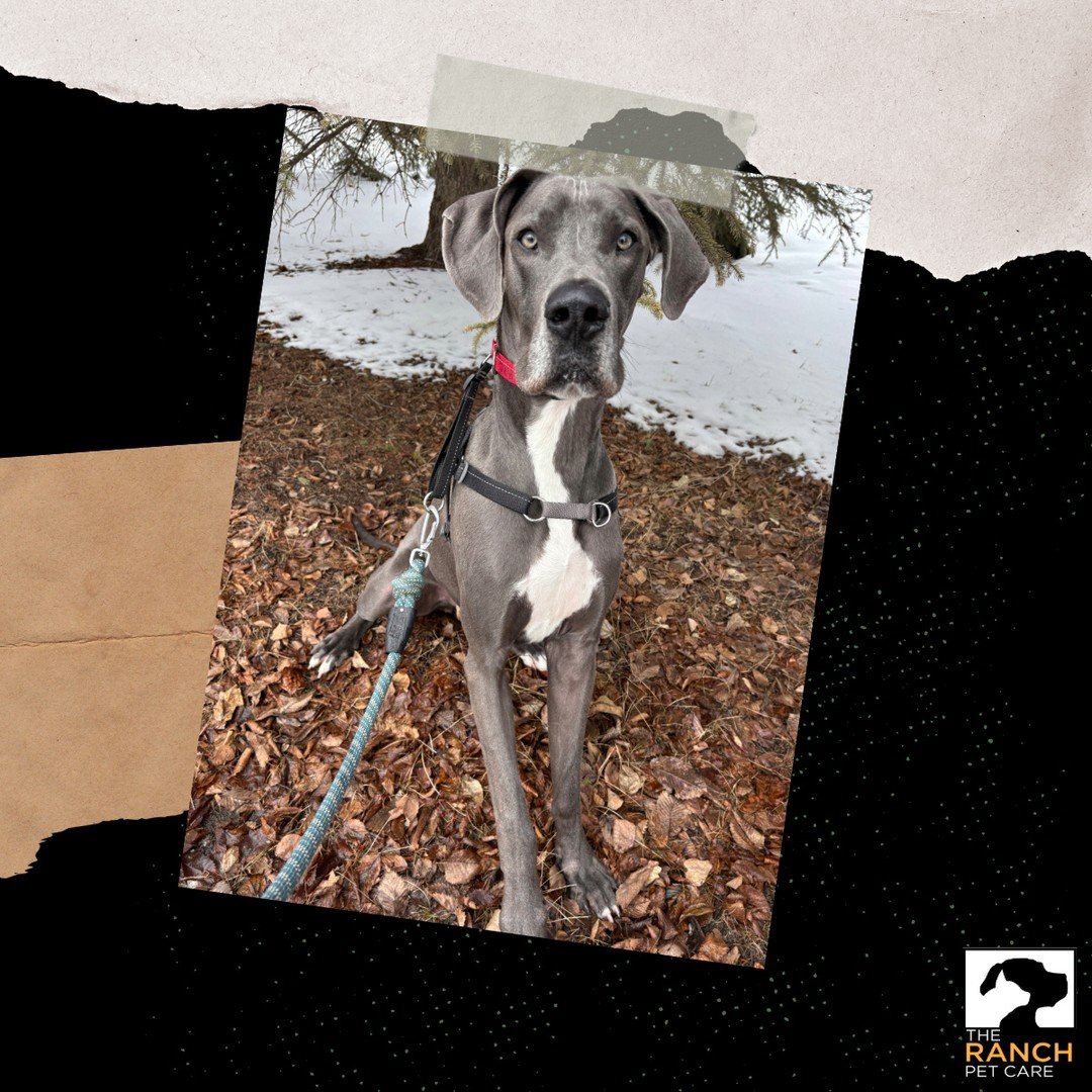 Sitting pretty 😍😍😍⁠
⁠
#TheRanchPetCare #barknride #SturgeonCounty #StAlbert #YEG #dogsofinstagram #doggydaycare #dogdaycare #dogs #yegpets