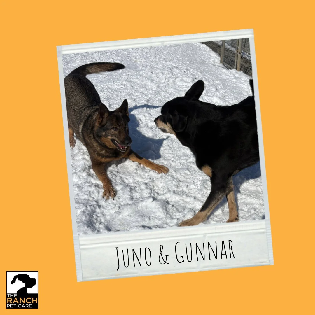 🐾🐾 Adventures with Juno &amp; Gunnar 🐾🐾⁠
⁠
#TheRanchPetCare #barknride #SturgeonCounty #StAlbert #YEG #dogsofinstagram #doggydaycare #dogdaycare #dogs #yegpets