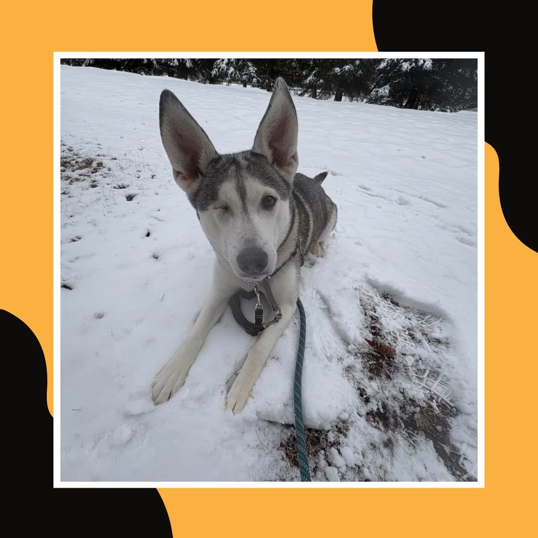 Lucy sitting pretty for a quick 📸😁⁠
⁠
#TheRanchPetCare #barknride #SturgeonCounty #StAlbert #YEG #dogsofinstagram #doggydaycare #dogdaycare #dogs #yegpets