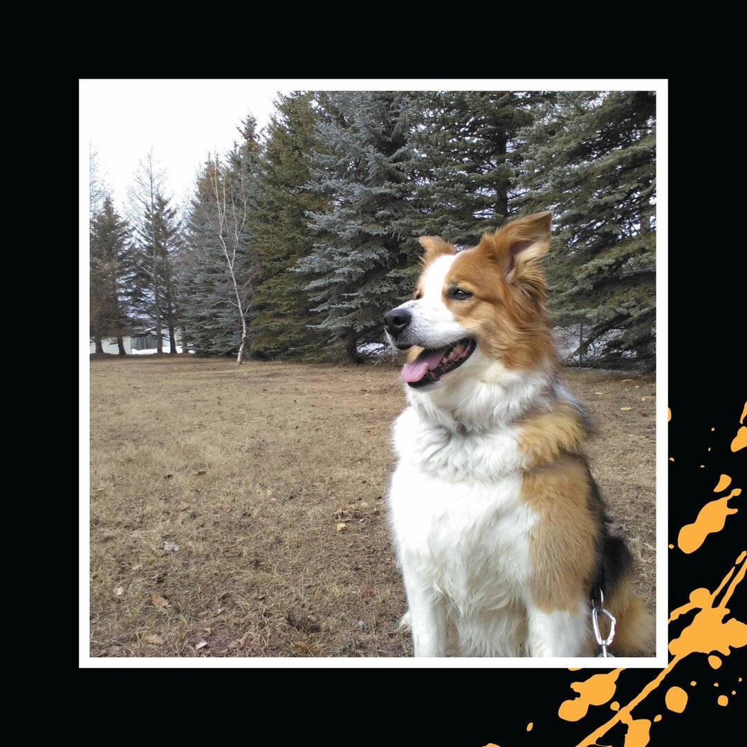 Quick water break and back on the trails! 🗺️📸🐾⁠
⁠
#TheRanchPetCare #barknride #SturgeonCounty #StAlbert #YEG #dogsofinstagram #doggydaycare #dogdaycare #dogs #yegpets
