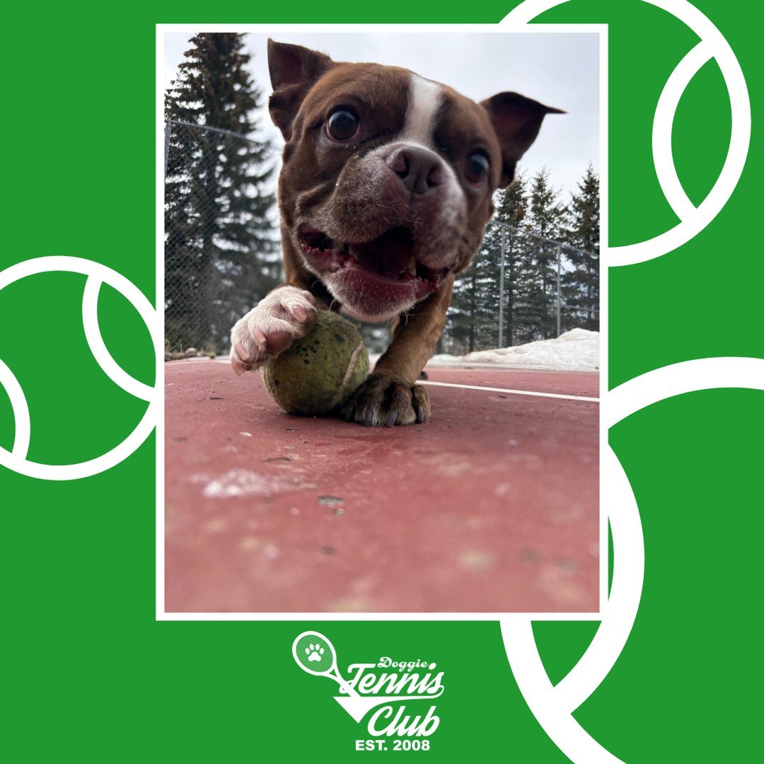 🐾🎾 Ray might be the rookie of the year for the #DoggieTennisClub 🎾🐾⁠
⁠
#TheRanchPetCare #barknride #SturgeonCounty #StAlbert #YEG #dogsofinstagram #doggydaycare #dogdaycare #dogs #yegpets