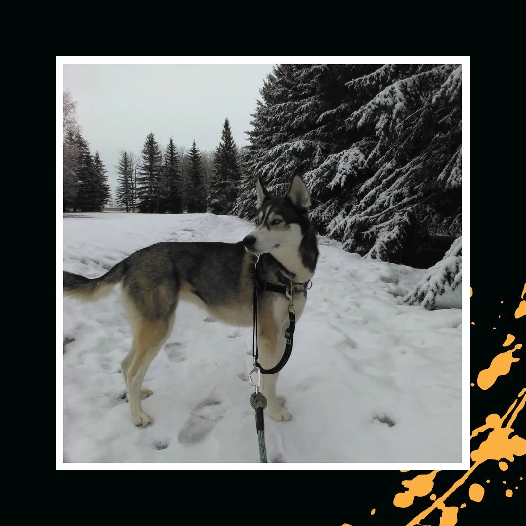 Love this one! 😍🐾⁠
⁠
#TheRanchPetCare #barknride #SturgeonCounty #StAlbert #YEG #dogsofinstagram #doggydaycare #dogdaycare #dogs #yegpets