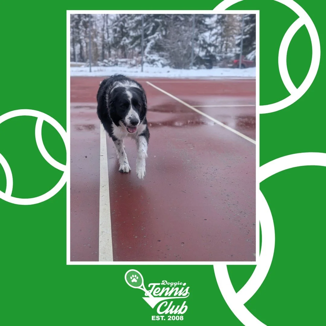 Hoping this was our last snow day on the court! 🎾🐾⁠
⁠
#TheRanchPetCare #barknride #SturgeonCounty #StAlbert #YEG #doggietennsiclub #dogsofinstagram #doggydaycare #dogdaycare #dogs #yegpets