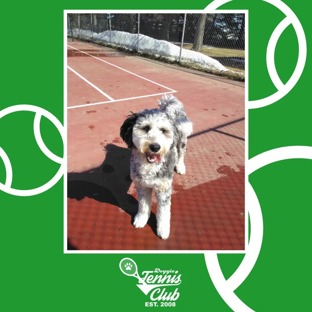 All smiles with the #DoggieTennisClub 🎾🐾⁠
⁠
#TheRanchPetCare #barknride #SturgeonCounty #StAlbert #YEG #dogsofinstagram #doggydaycare #dogdaycare #dogs #yegpets