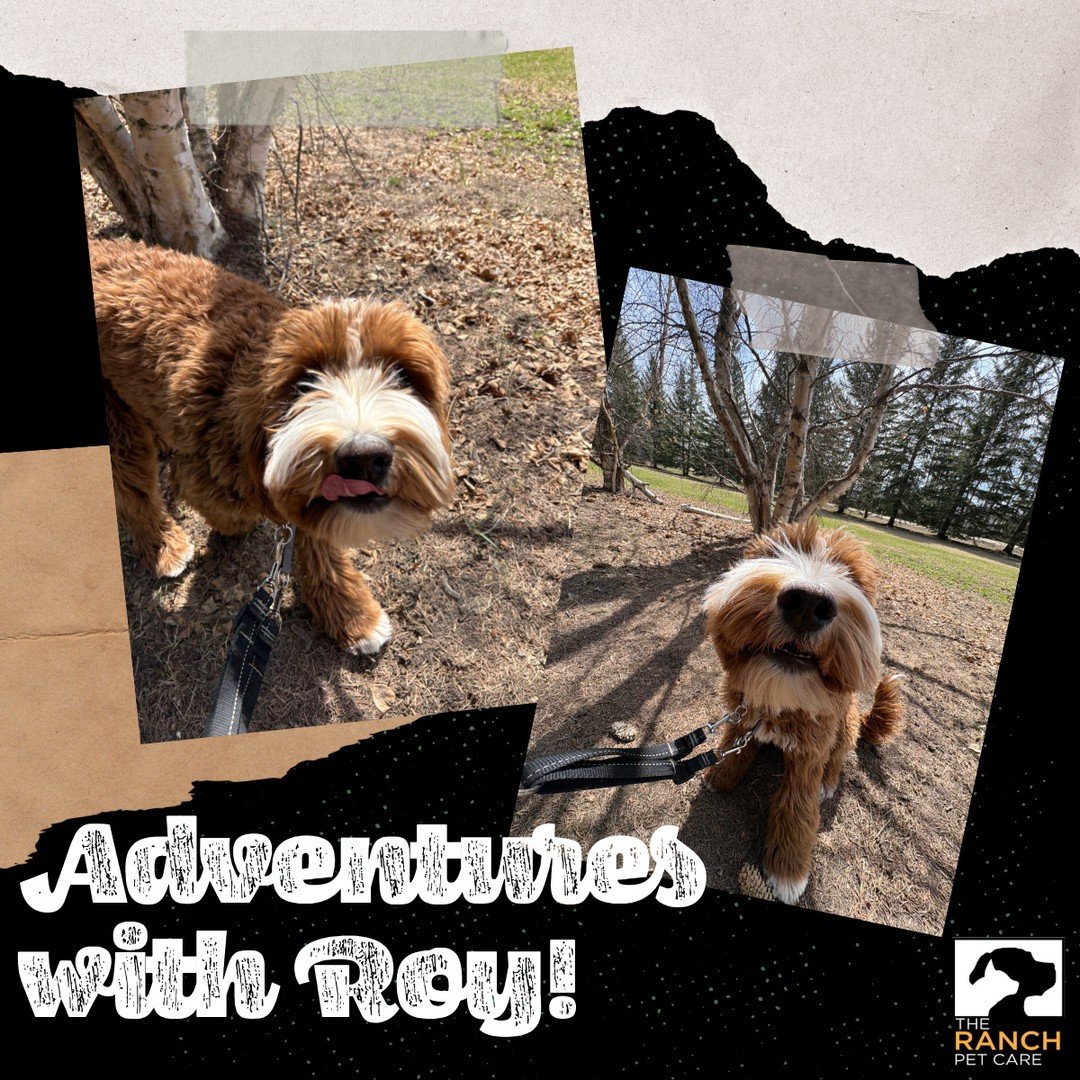 🐾😍 Little Roy out exploring! 😍🐾⁠
⁠
#TheRanchPetCare #barknride #SturgeonCounty #StAlbert #YEG #dogsofinstagram #doggydaycare #dogdaycare #dogs #yegpets