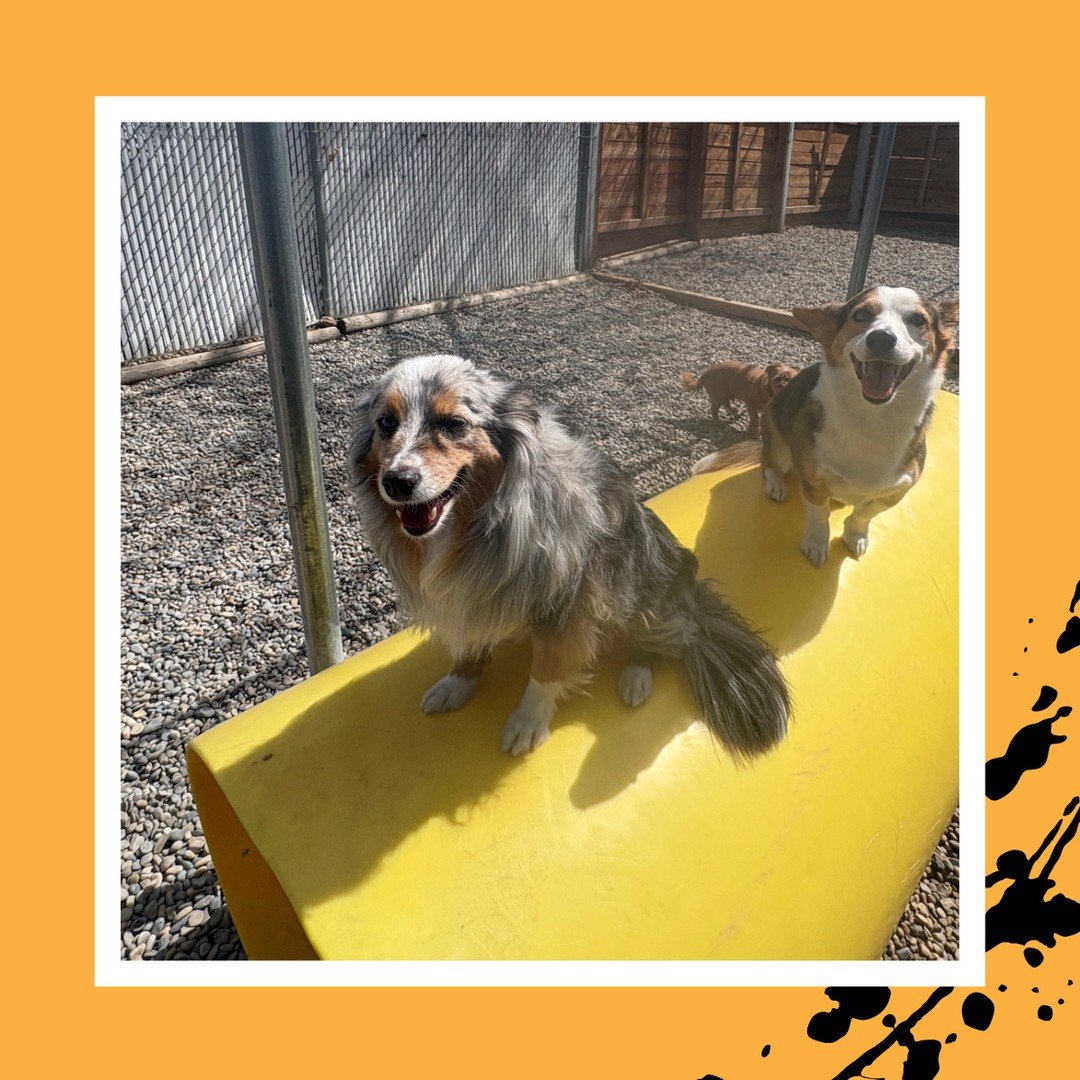 🐾 Iggy &amp; Indy have found a sunny spot to catch some rays! ☀️😎⁠
⁠
#TheRanchPetCare #barknride #SturgeonCounty #StAlbert #YEG #dogsofinstagram #doggydaycare #dogdaycare #dogs #yegpets
