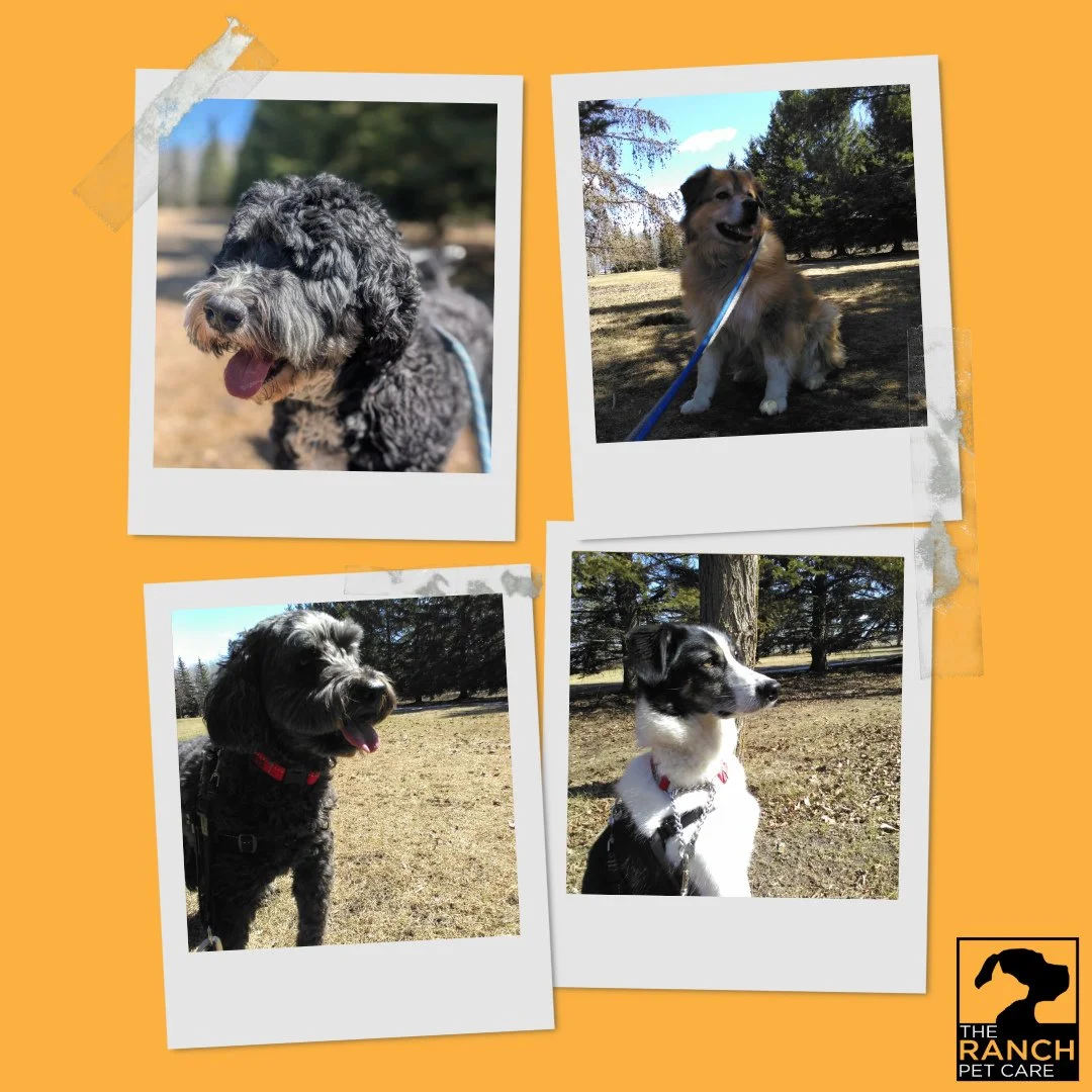 🐾😁 Long weekend vibes! 😁🐾⁠
⁠
#TheRanchPetCare #barknride #SturgeonCounty #StAlbert #YEG #dogsofinstagram #doggydaycare #dogdaycare #dogs #yegpets