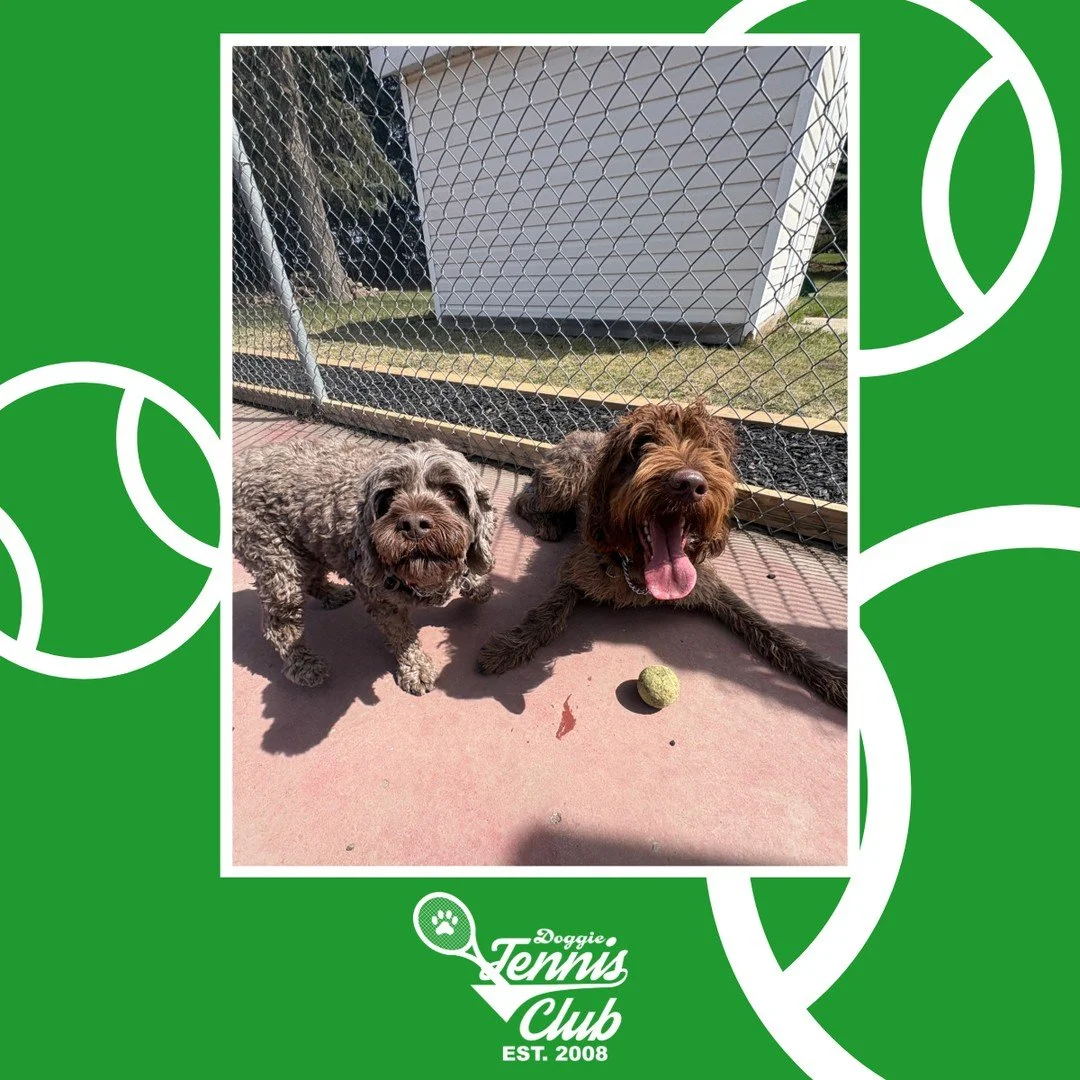🐾🎾 Nothing better than summer on the court! 🎾🐾⁠
⁠
#DoggieTennisClub #TheRanchPetCare #barknride #SturgeonCounty #StAlbert #YEG #dogsofinstagram #doggydaycare #dogdaycare #dogs #yegpets