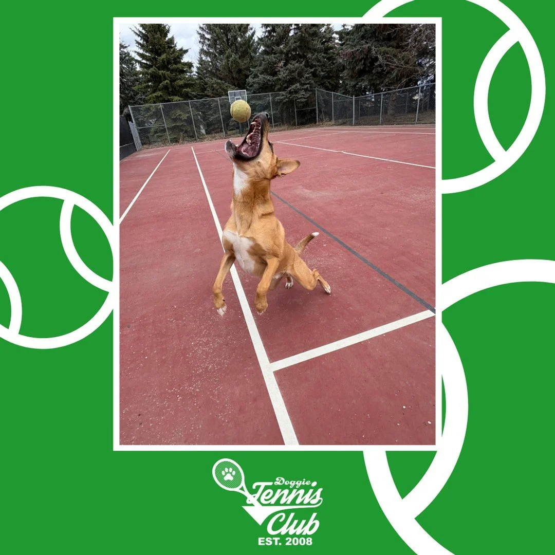 🐾🎾 Wally is a #DoggieTennisClub Pro! 🎾🐾⁠
⁠
#TheRanchPetCare #barknride #SturgeonCounty #StAlbert #YEG #dogsofinstagram #doggydaycare #dogdaycare #dogs #yegpets